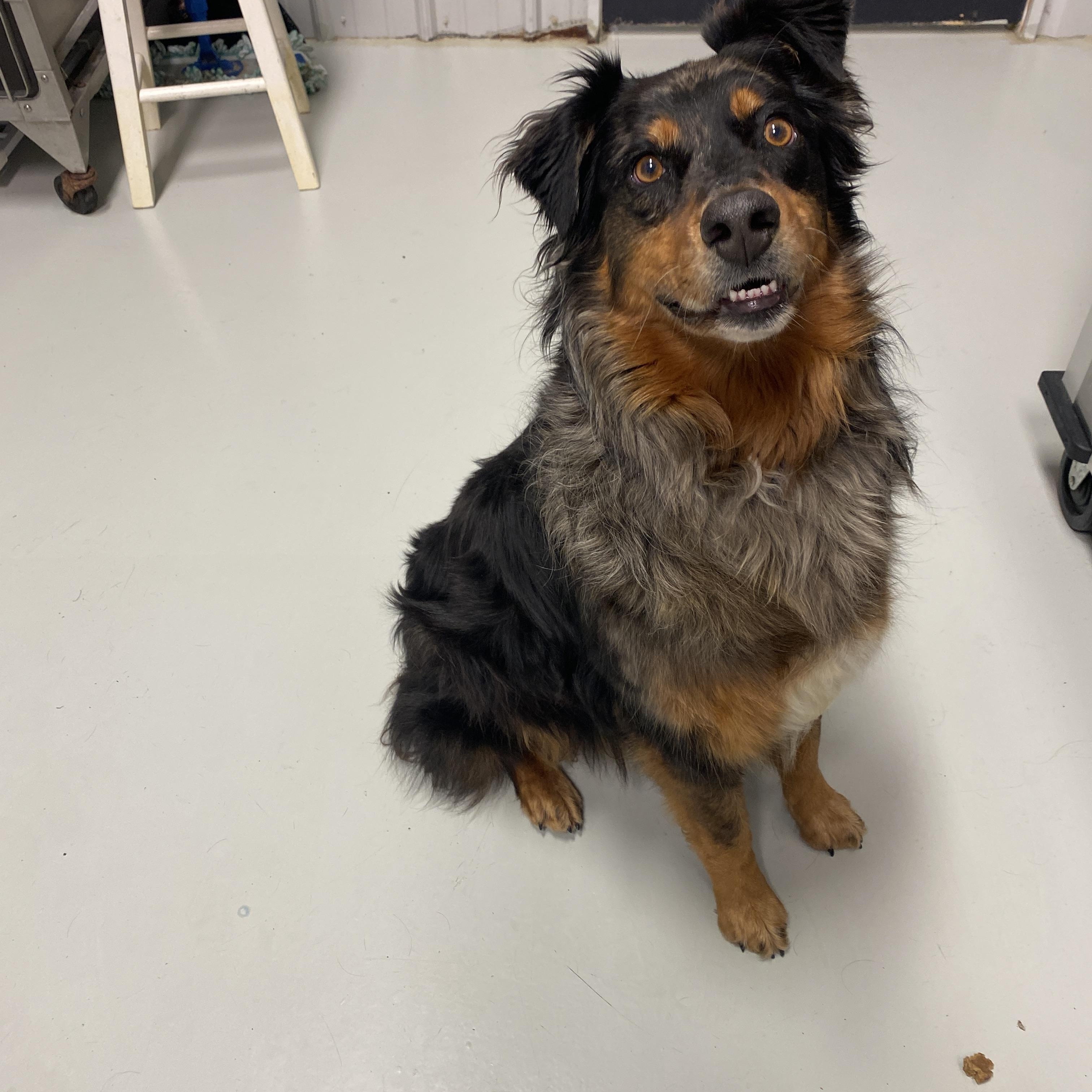 Enlarge Ms. Stella, an adopted Australian Shepherd in Hartford, KY image 3/6