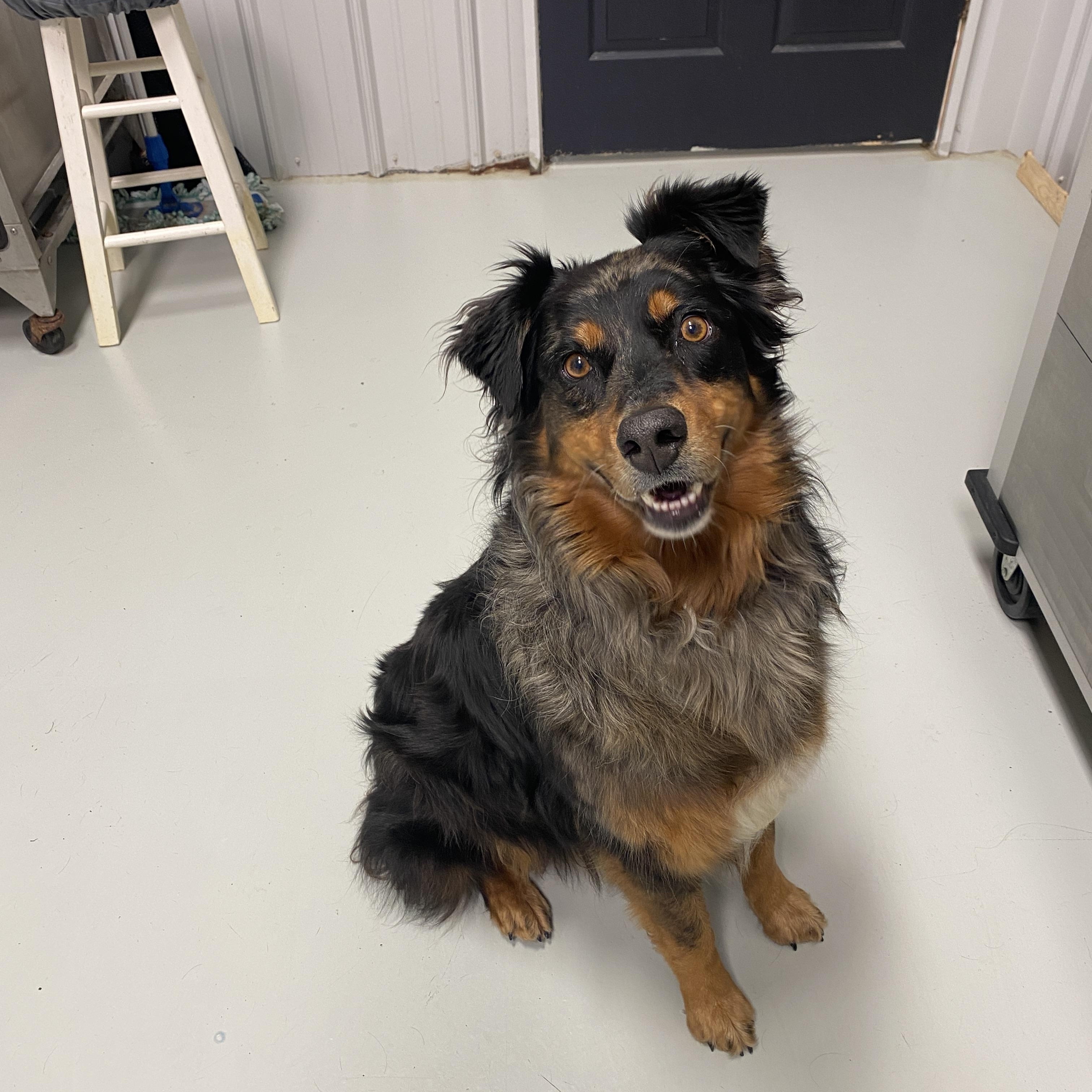 Enlarge Ms. Stella, an adopted Australian Shepherd in Hartford, KY image 6/6