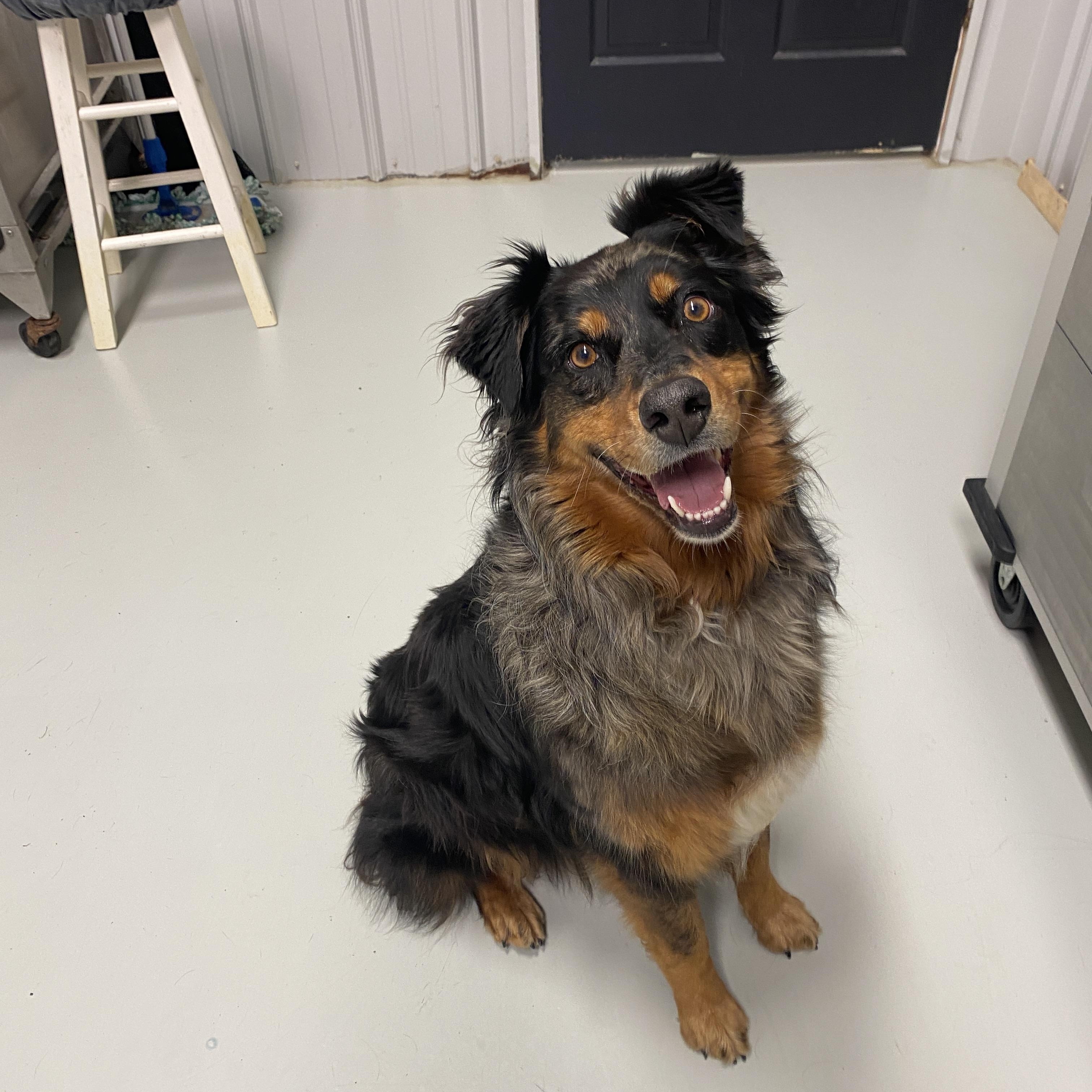 Ms. Stella, adopted, Adult Female Australian Shepherd.
