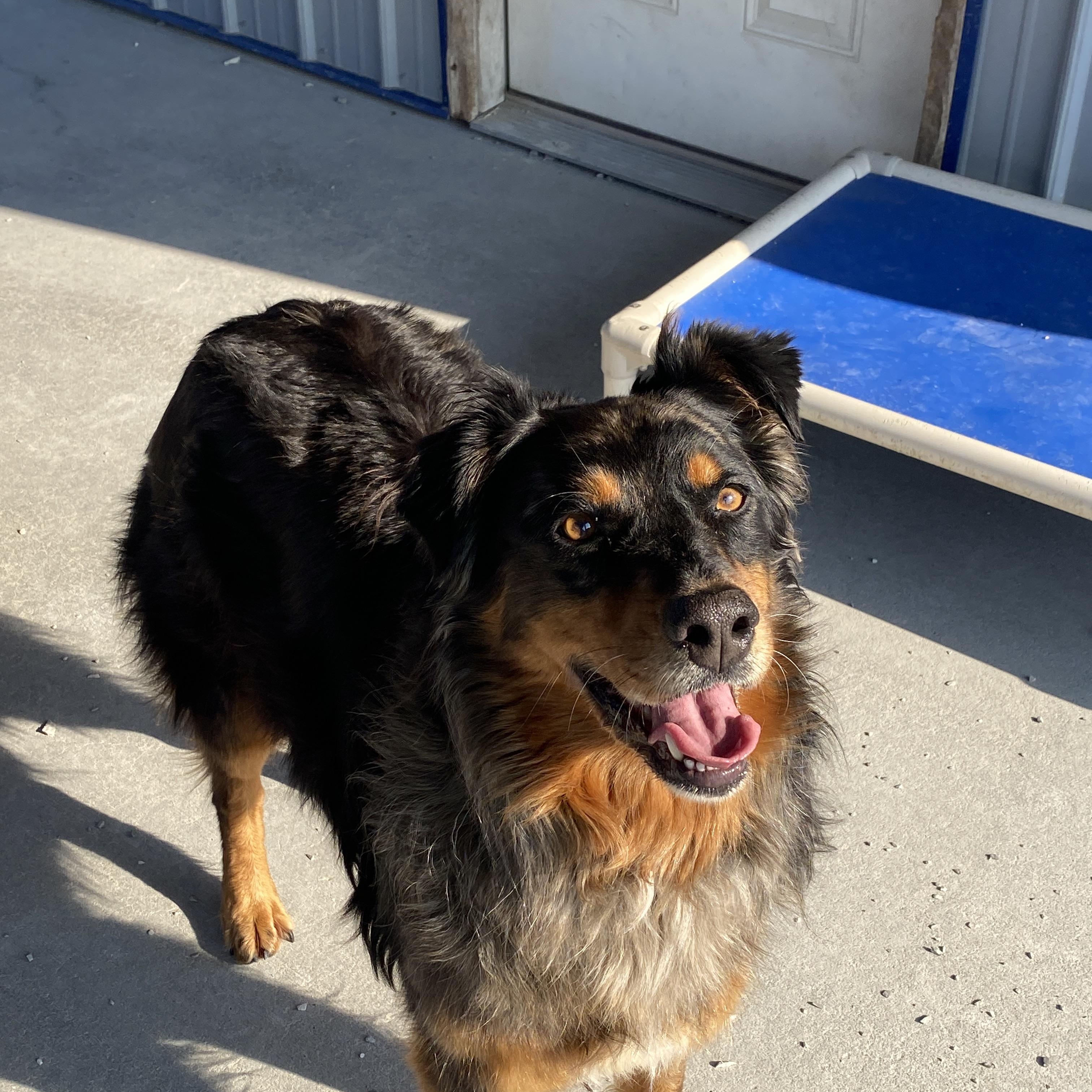 Enlarge Ms. Stella, an adopted Australian Shepherd in Hartford, KY image 2/6