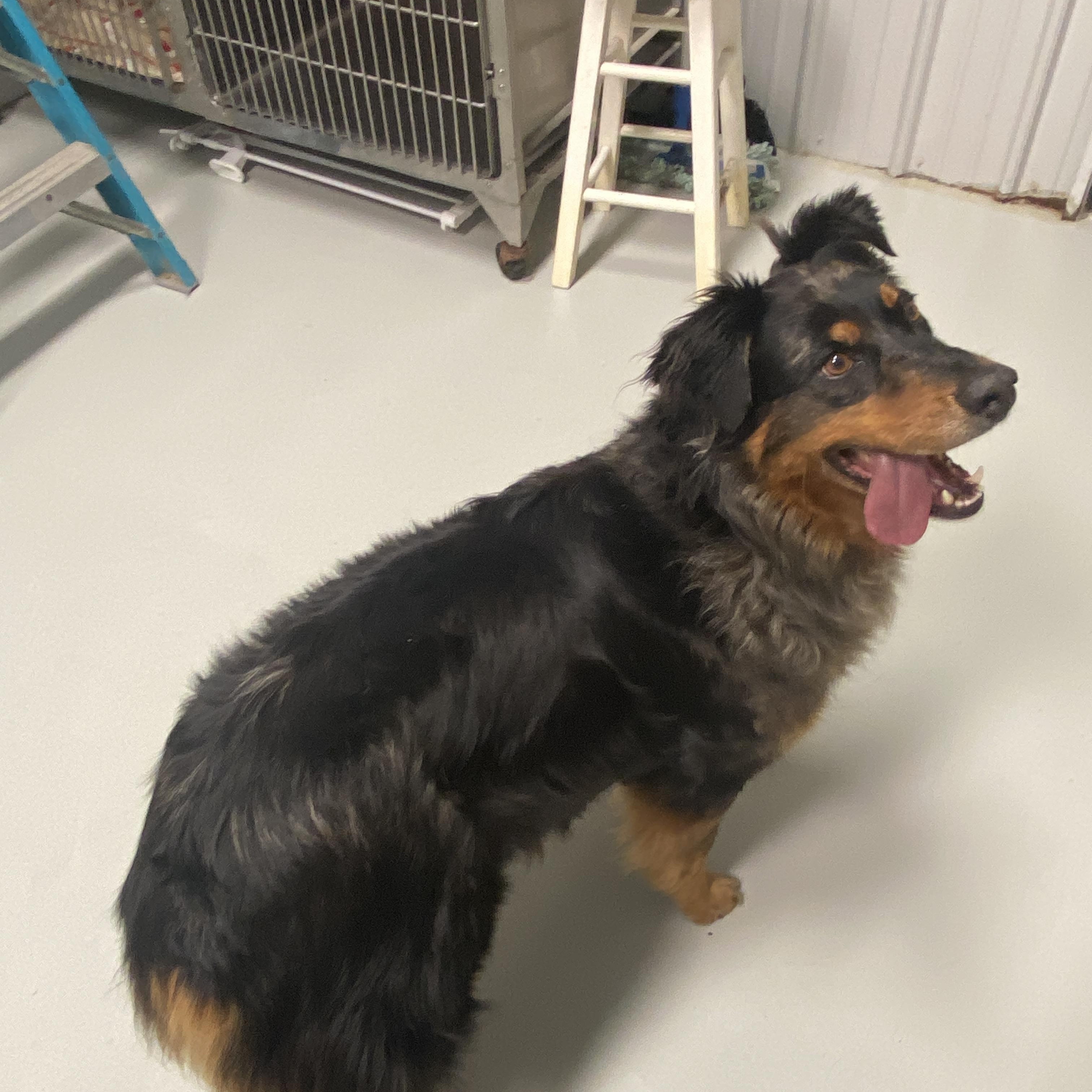 Enlarge Ms. Stella, an adopted Australian Shepherd in Hartford, KY image 4/6