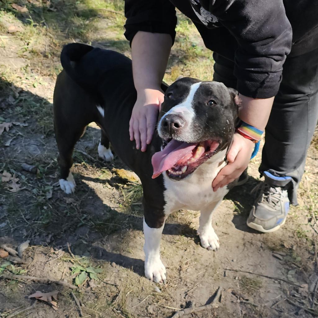 Cenna, Adoptable, Senior Female Bull Terrier & Mixed Breed.