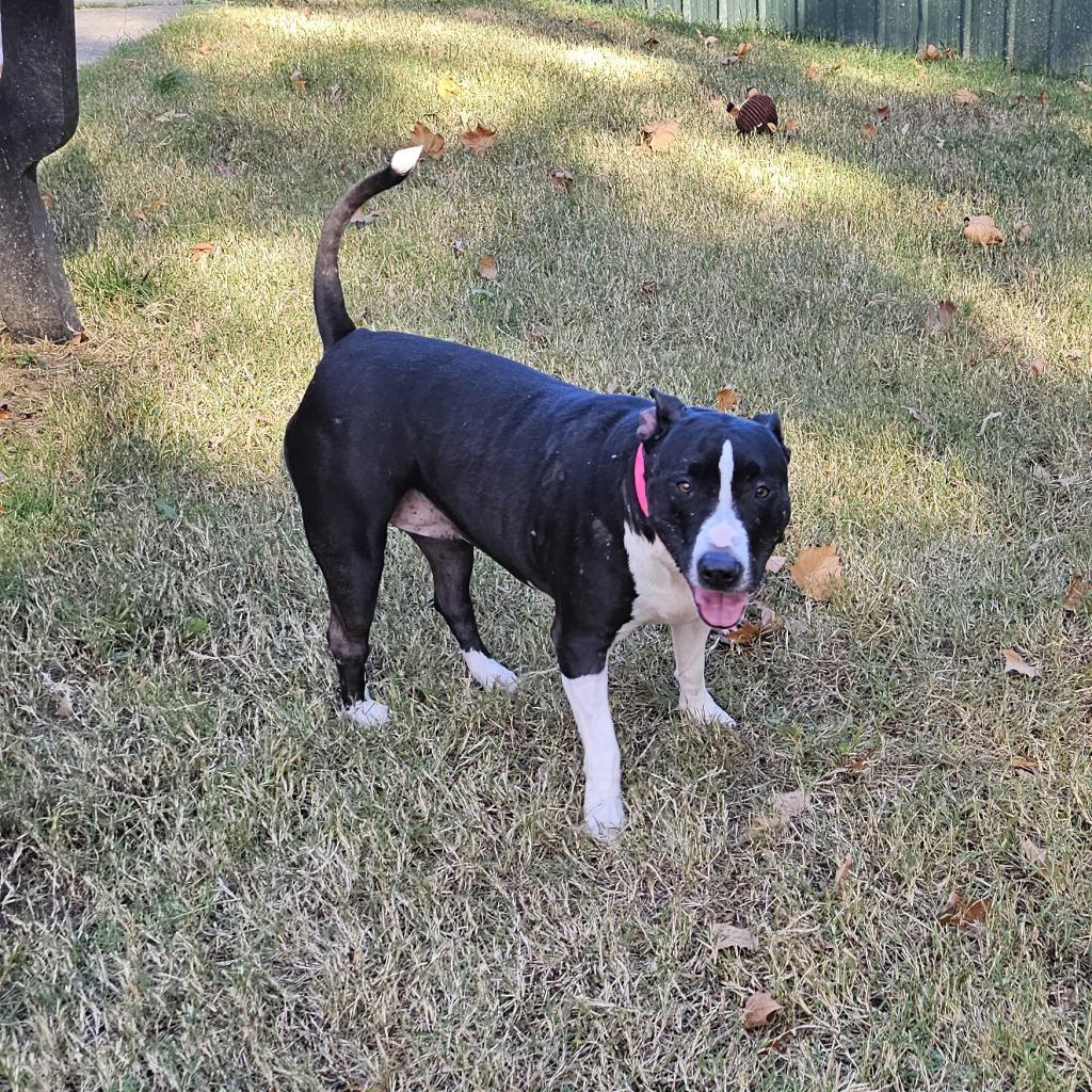 Enlarge Cenna, a Adoptable mixed breed in Waldorf, MD image 2/6