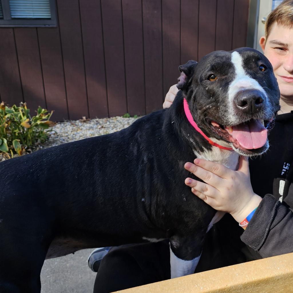 Enlarge Cenna, a Adoptable mixed breed in Waldorf, MD image 5/6