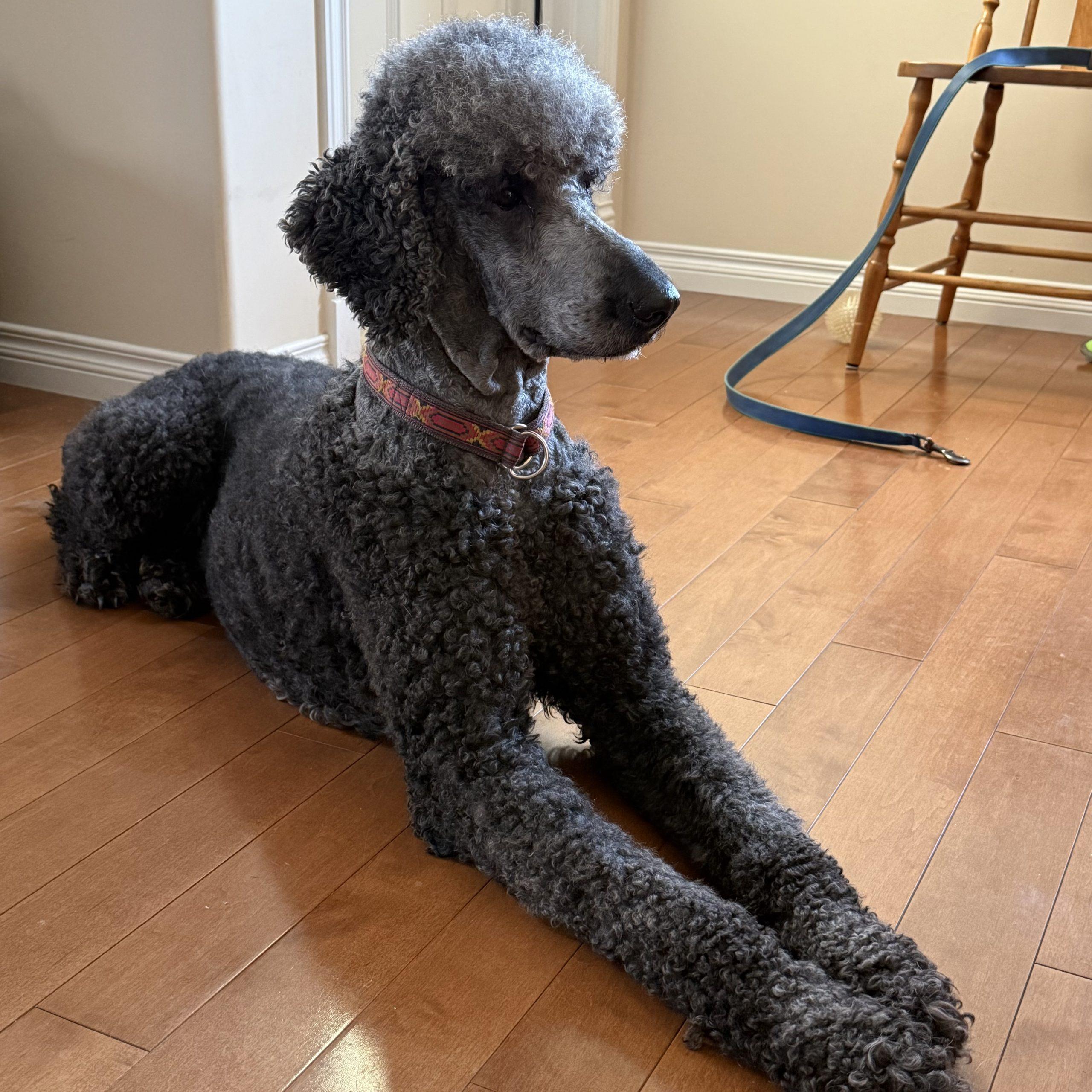 Enlarge Coconut, a ADOPTABLE Standard Poodle in Edmonton, AB image 2/3