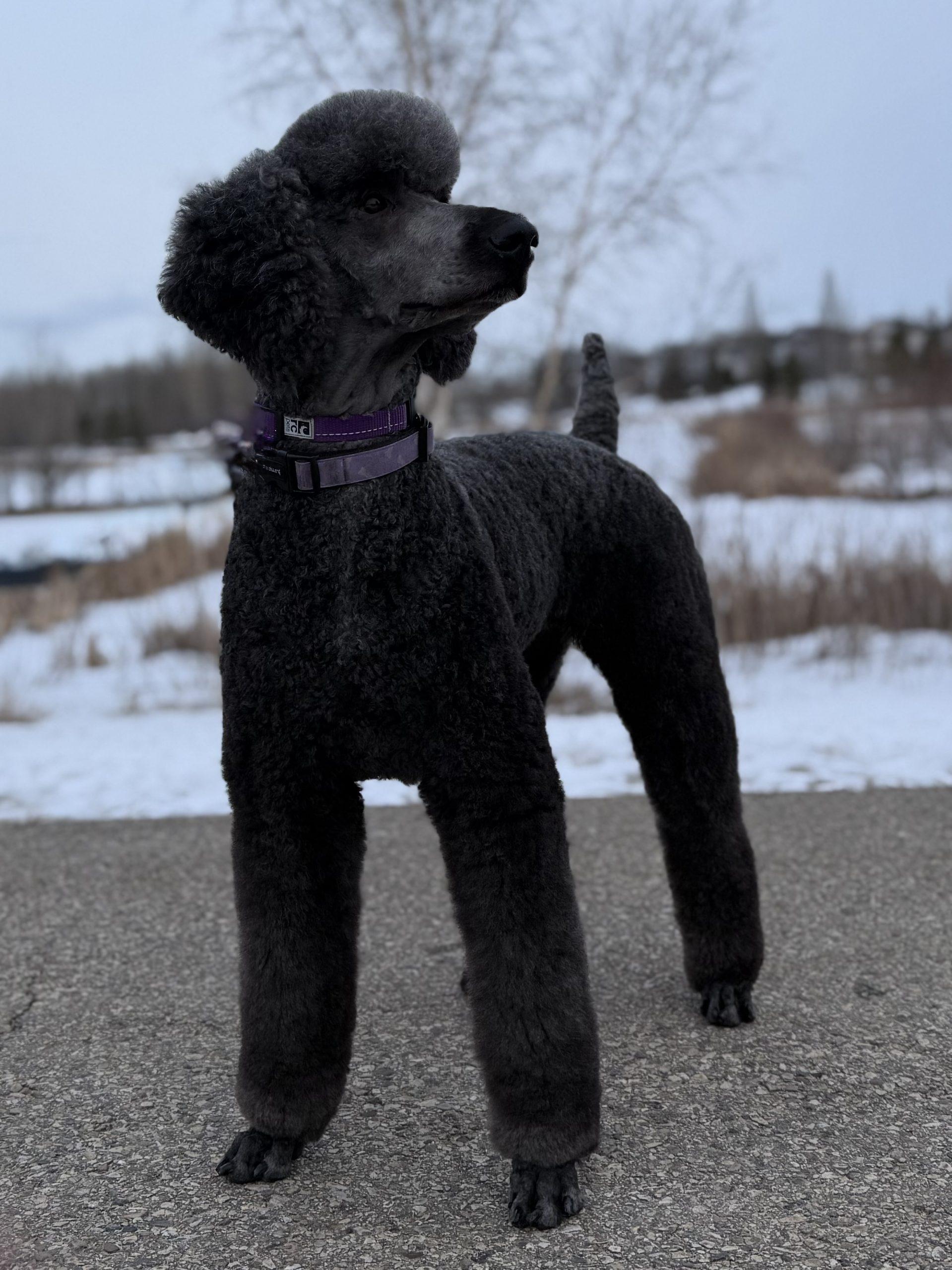 Coconut, ADOPTABLE, Adult Female Standard Poodle.