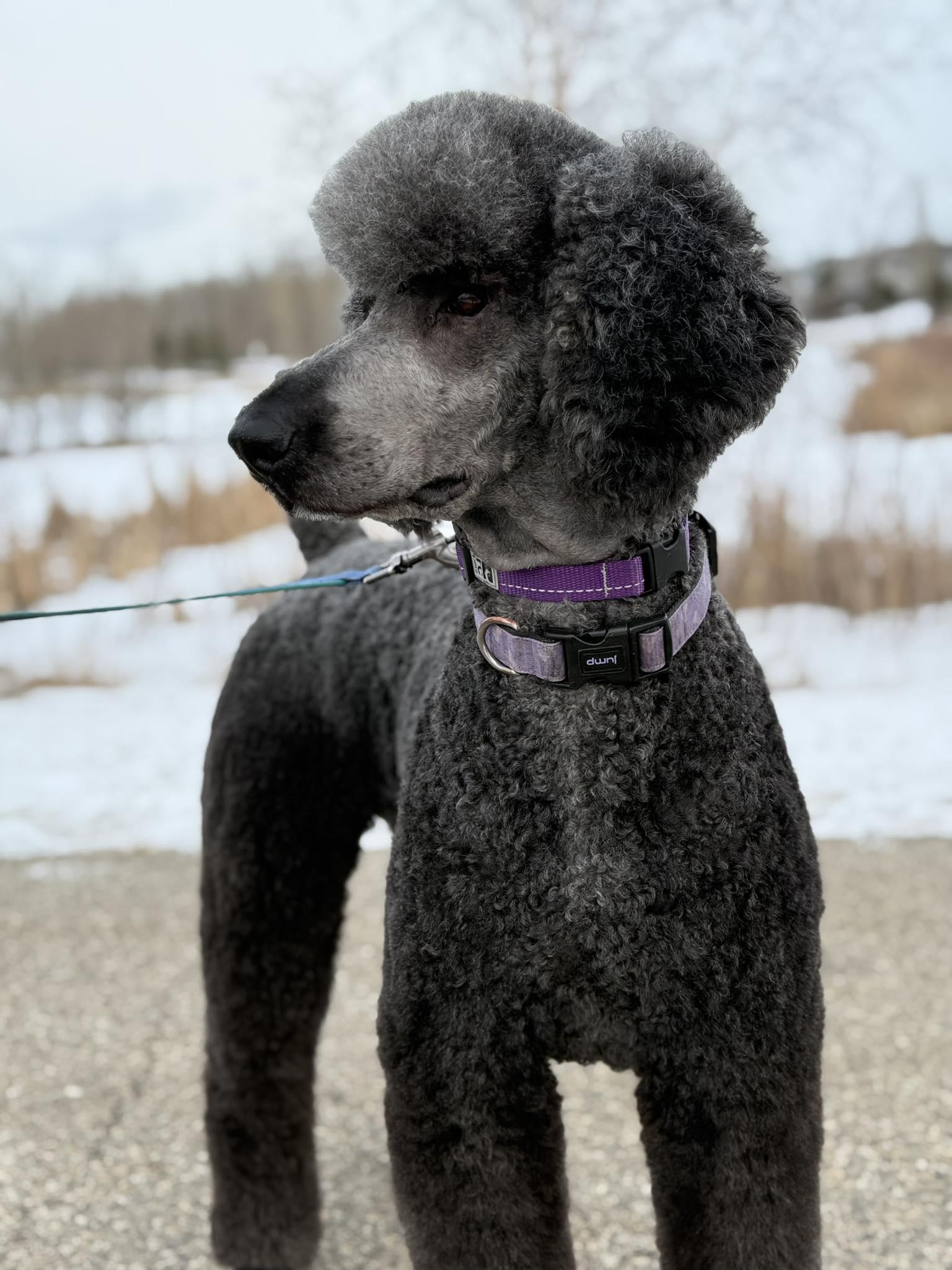 Enlarge Coconut, a ADOPTABLE Standard Poodle in Edmonton, AB image 3/3