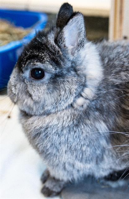 Enlarge DAISY, a Adoptable Netherland Dwarf in Boston, MA image 1/1