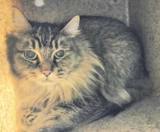 Enlarge VIOLET, a Adoptable mixed breed in Anchorage, AK image 2/2