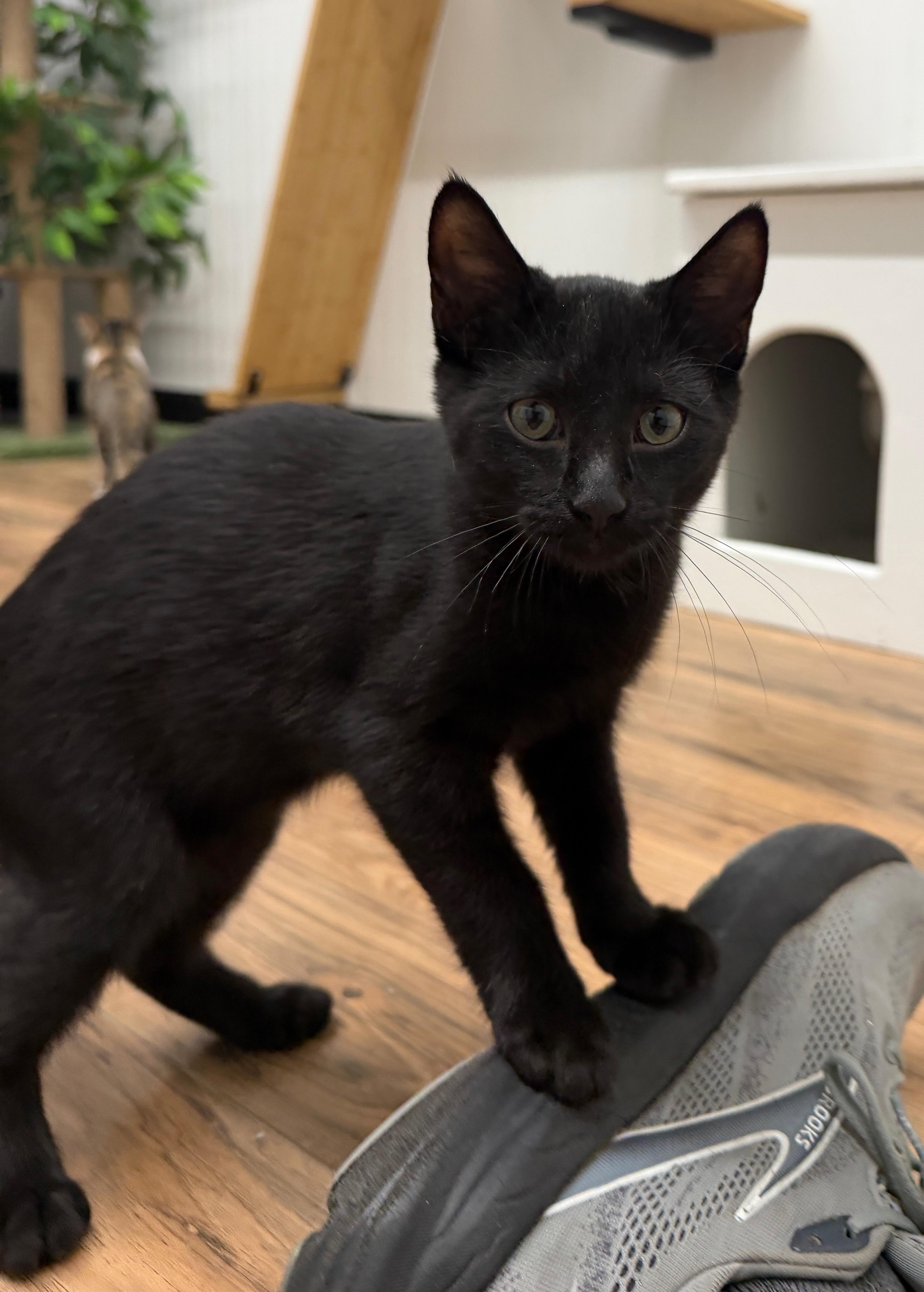 Alfalfa, Adoptable, Young Male Domestic Short Hair.
