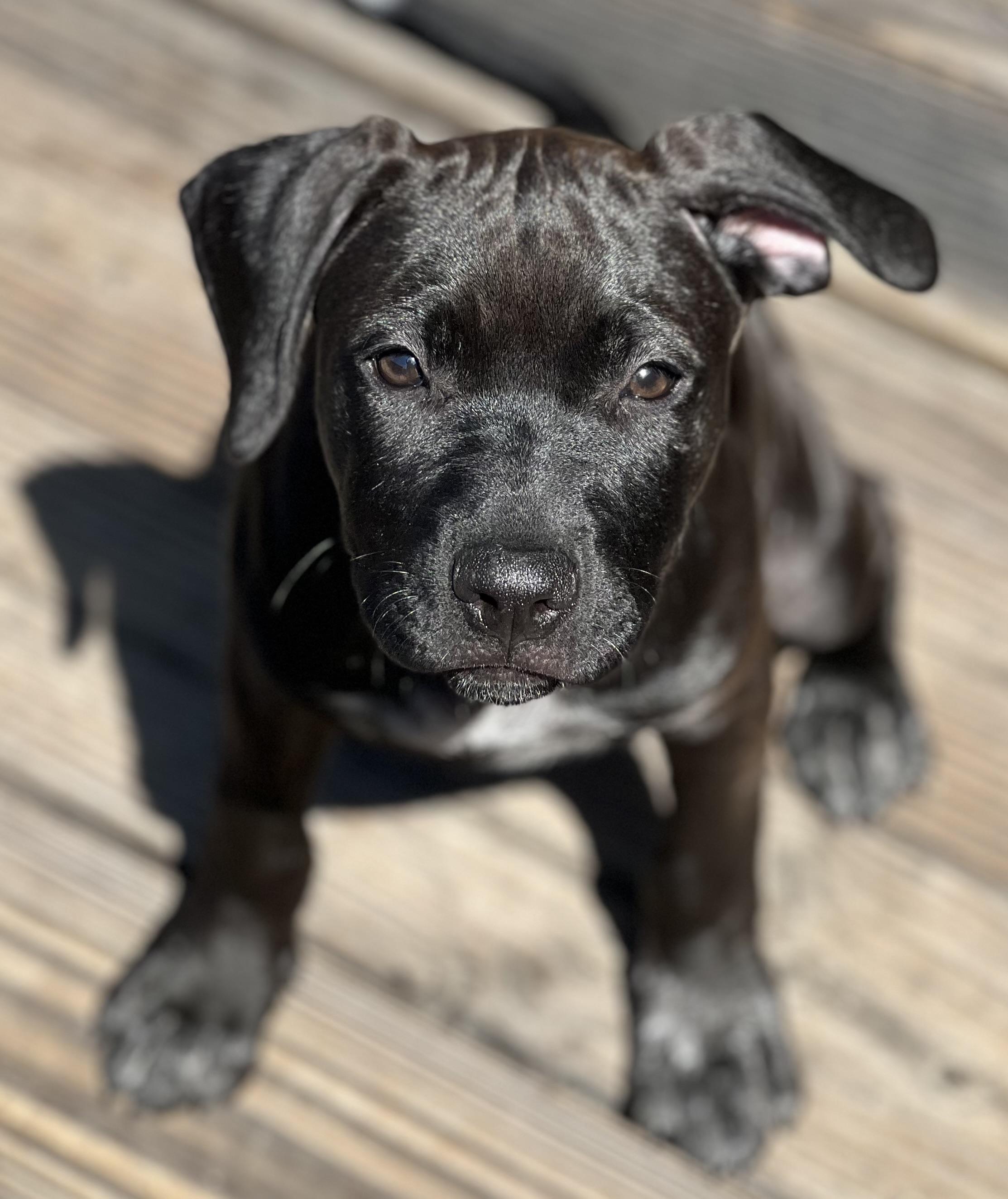 STELLA