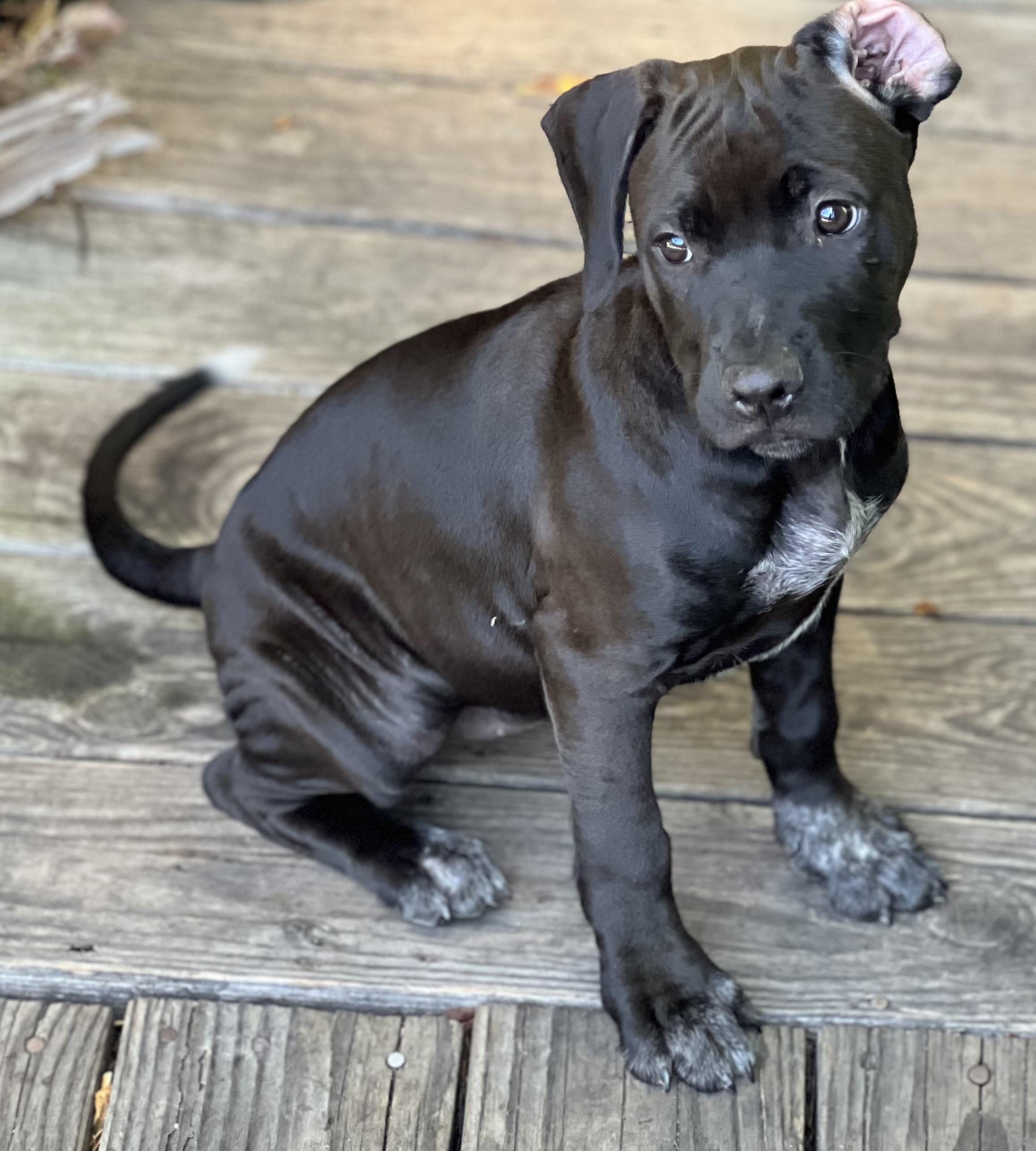 STELLA
