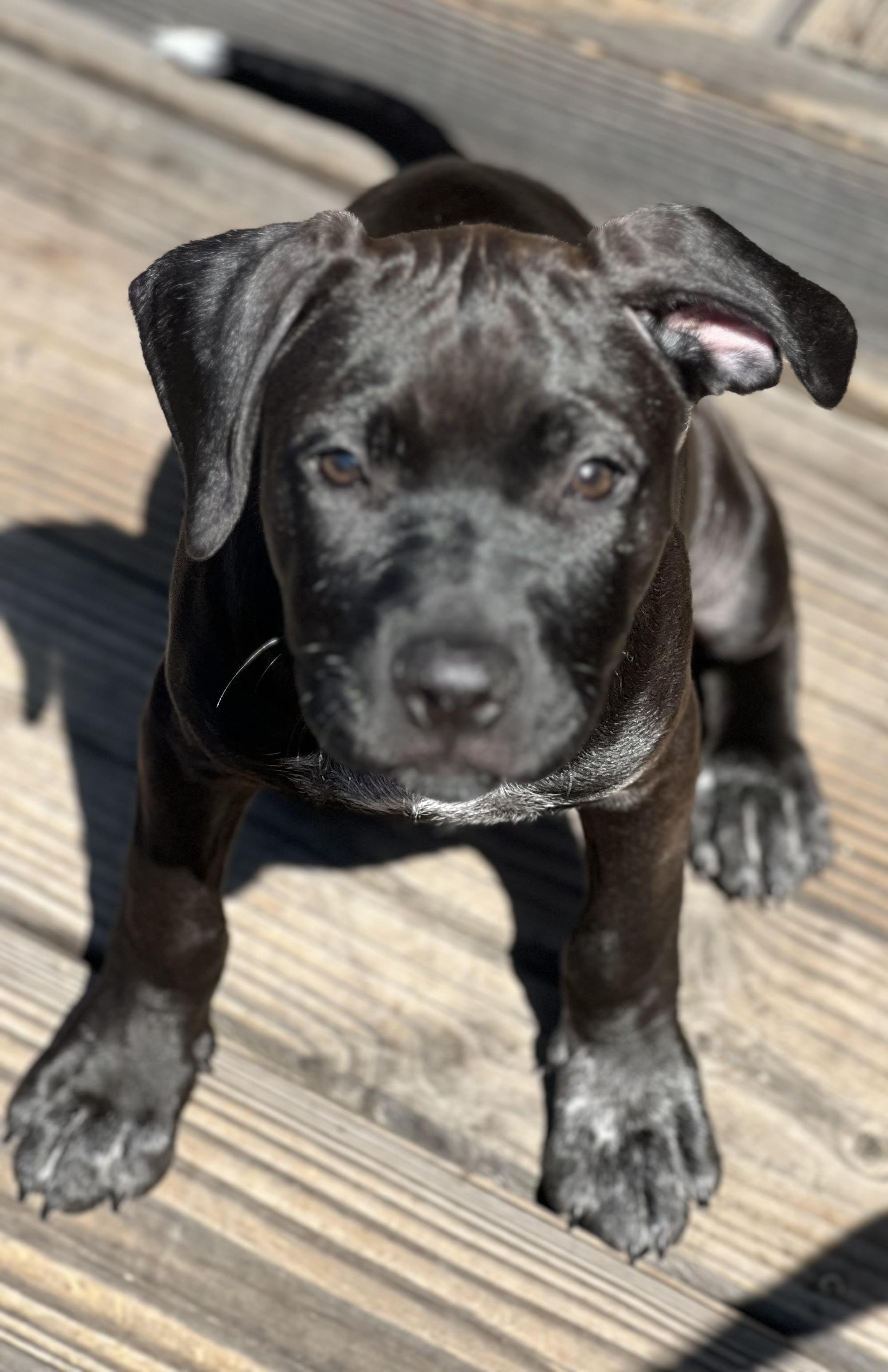 STELLA