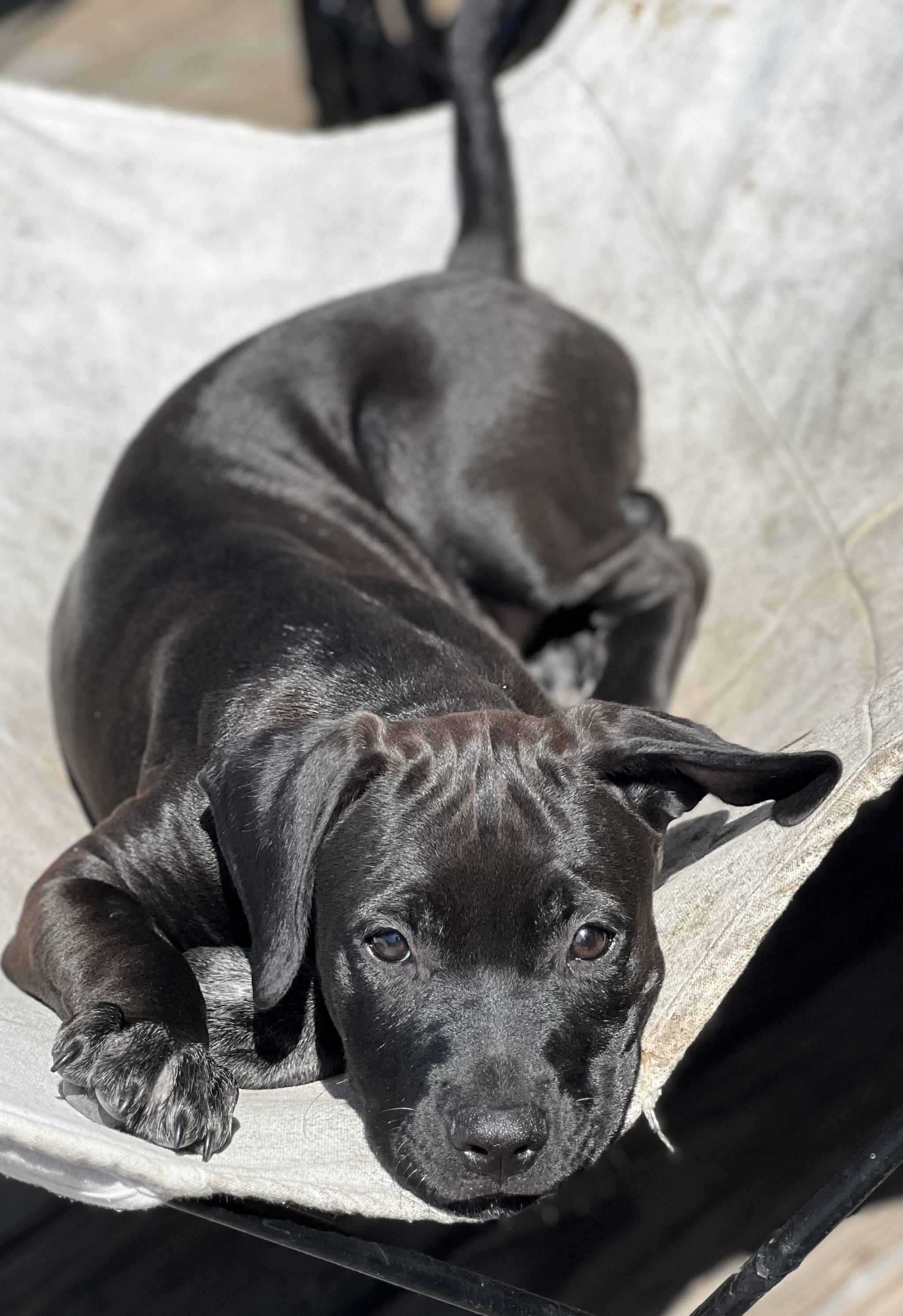 STELLA