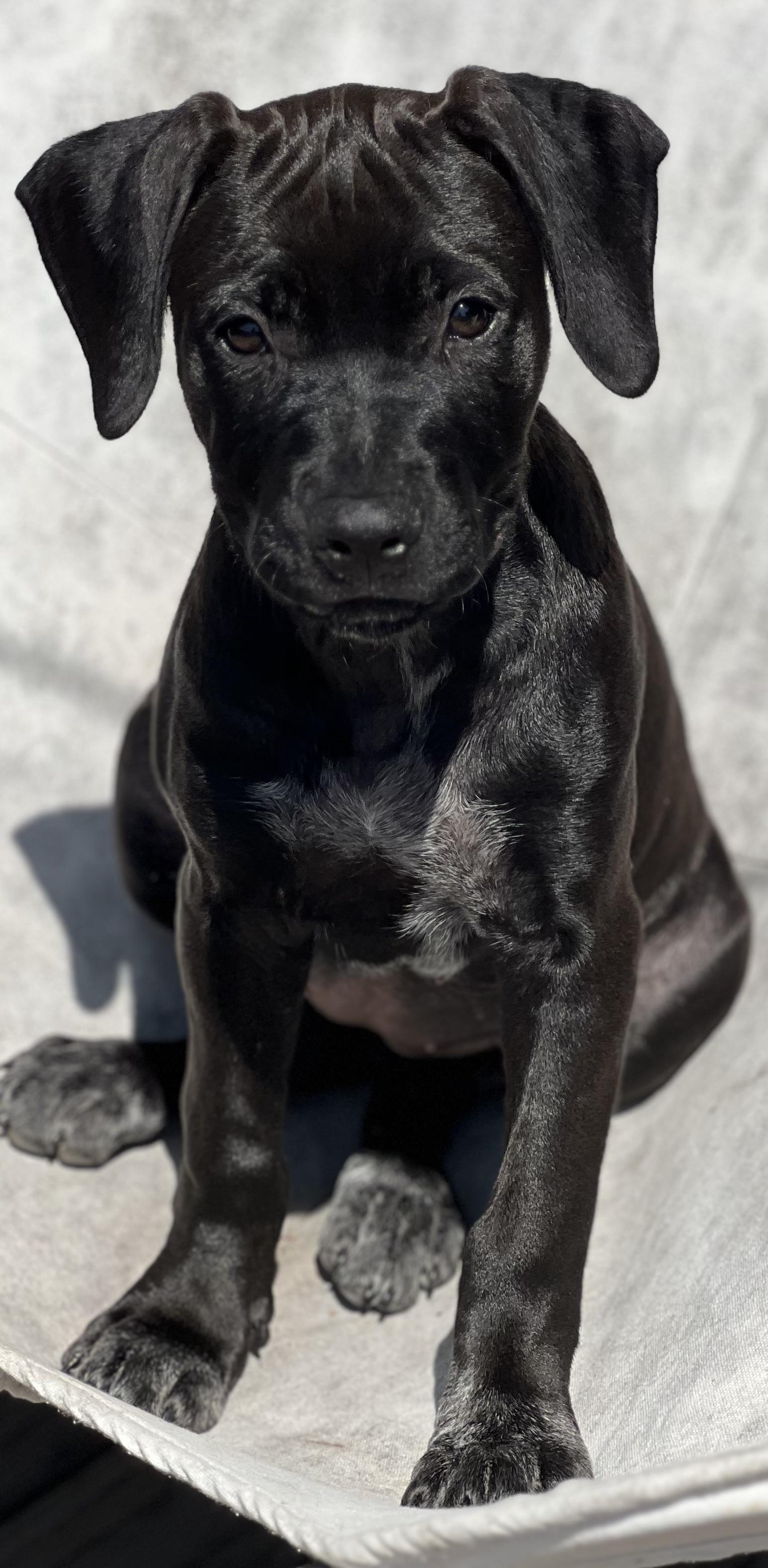 STELLA
