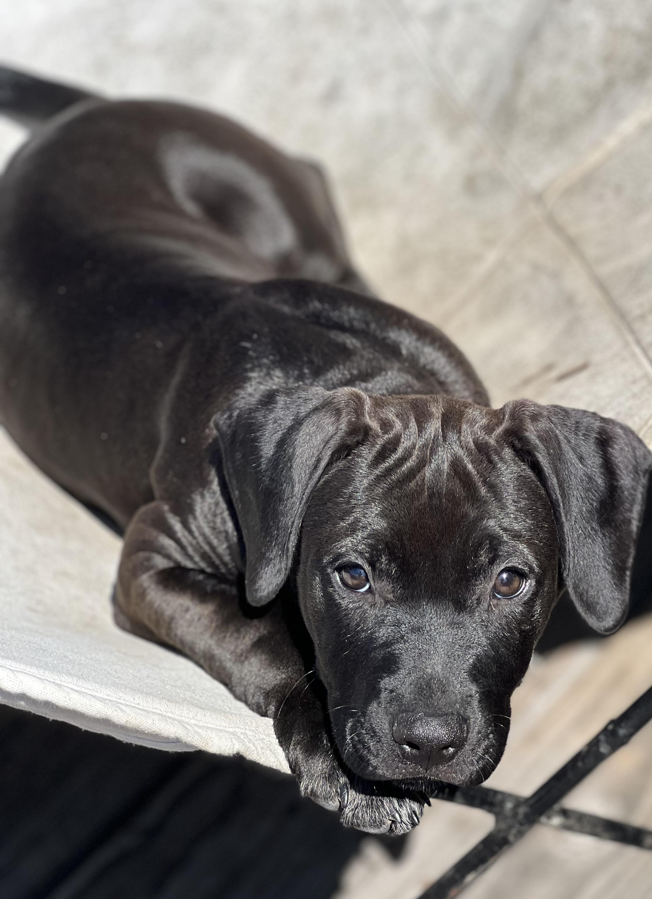 STELLA