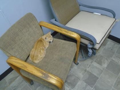 Enlarge Cheesy, a Adoptable mixed breed in Shreveport, LA image 1/2