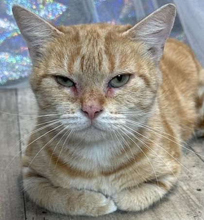 Enlarge Cheesy, a Adoptable mixed breed in Shreveport, LA image 2/2