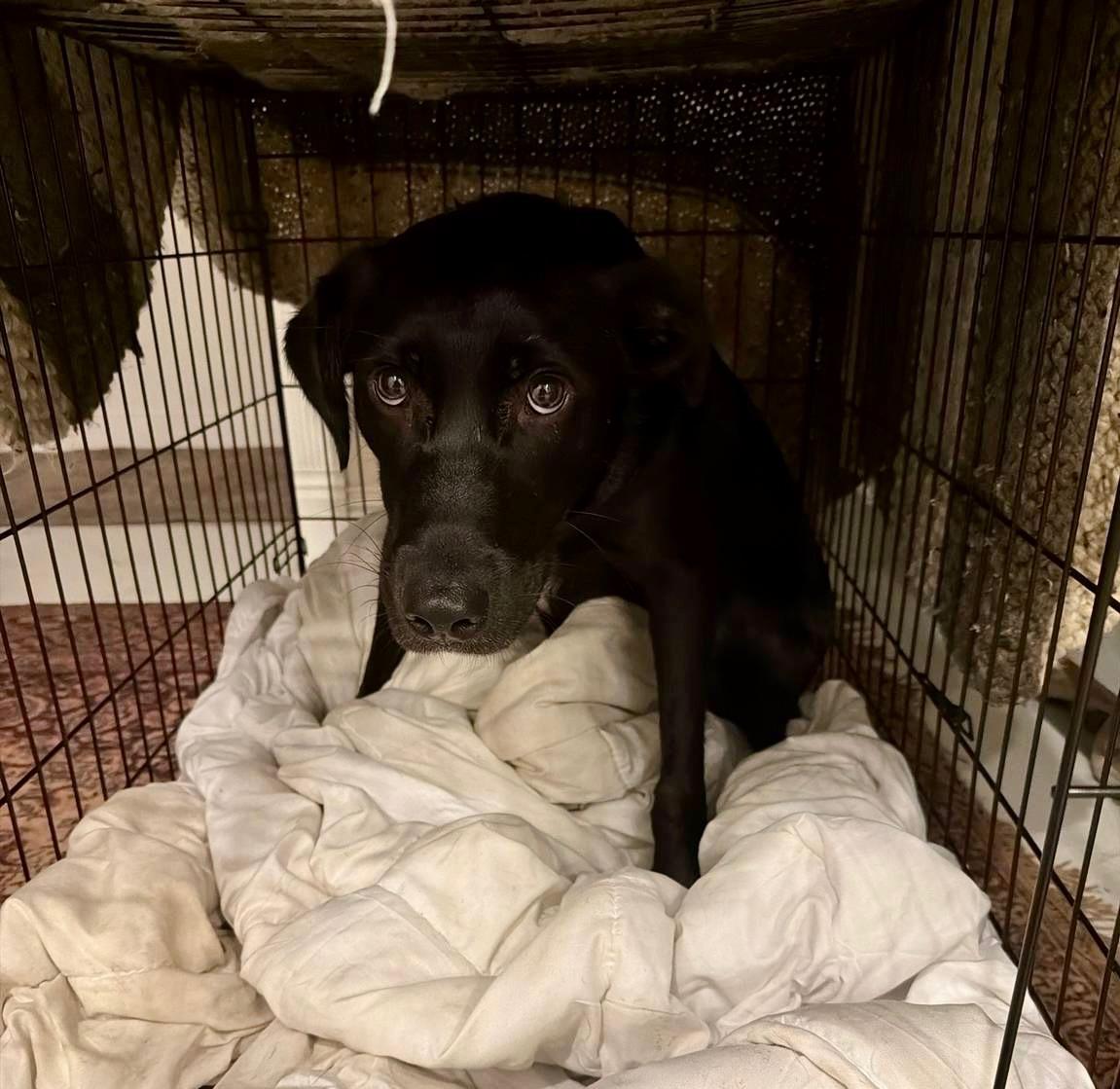 Enlarge Lucky, an adopted mixed breed in San Francisco, CA image 5/5