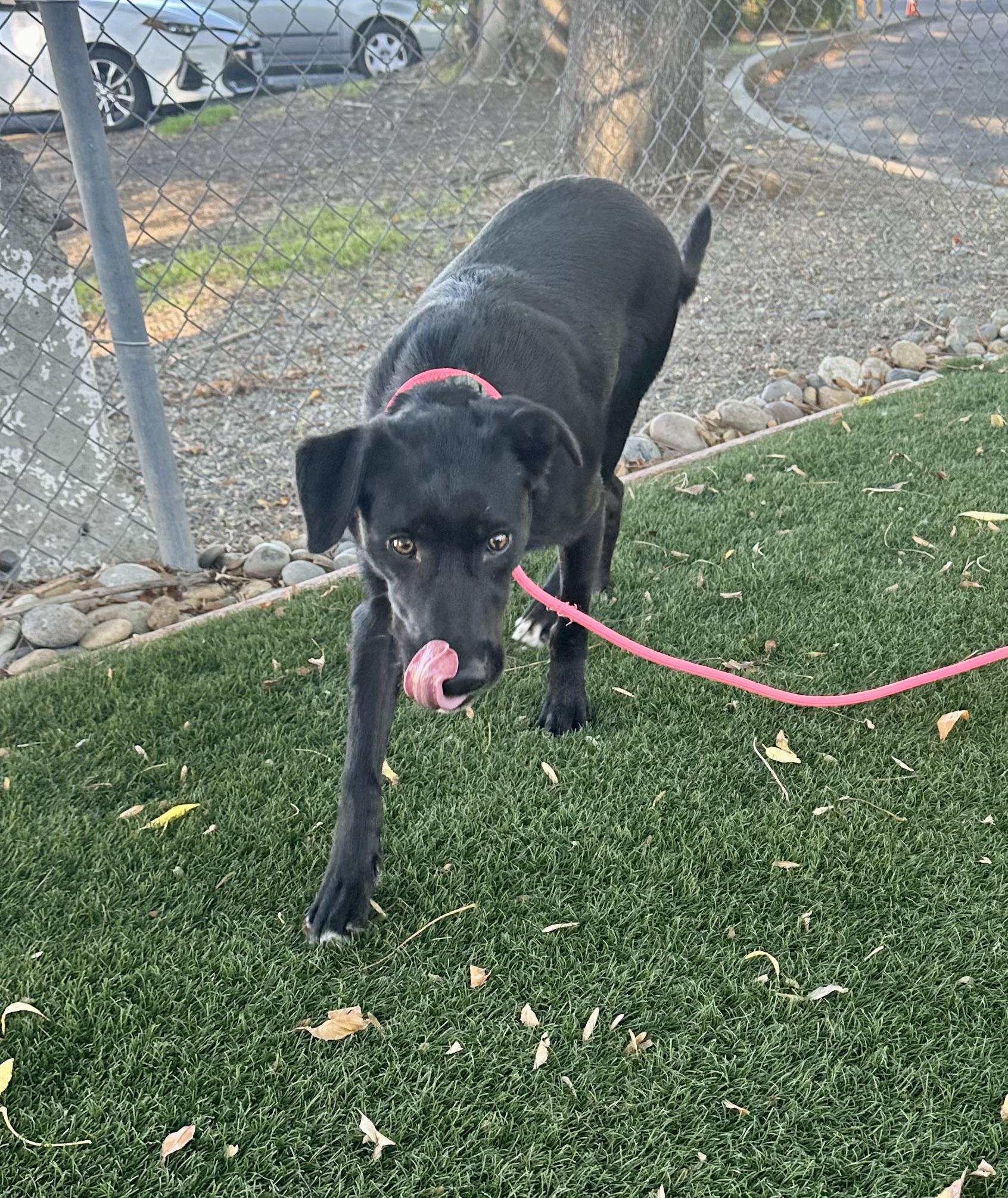 Lucky, ADOPTABLE, Young Male Labrador Retriever.