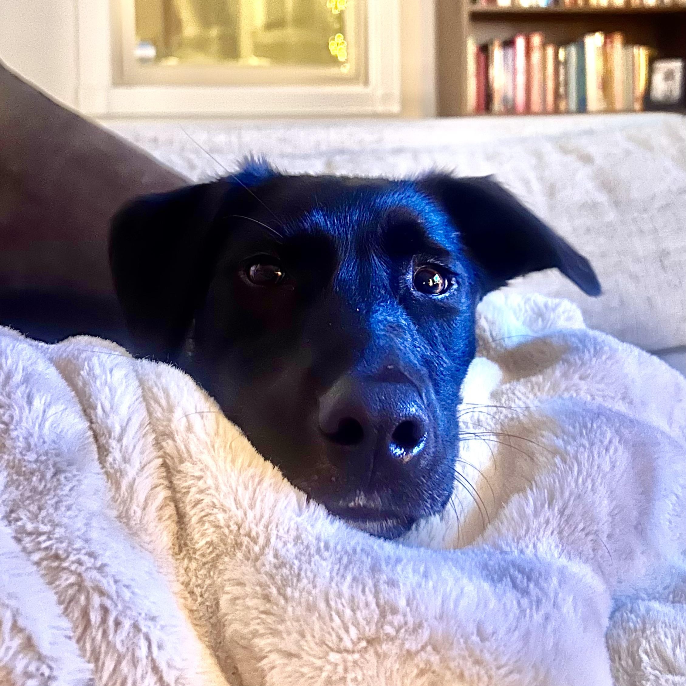 Enlarge Lucky, an adopted mixed breed in San Francisco, CA image 4/5