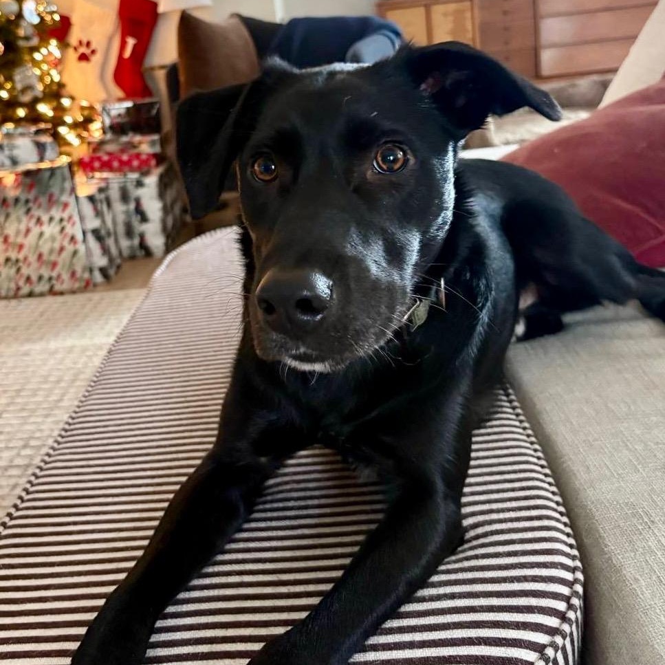 Enlarge Lucky, an adopted mixed breed in San Francisco, CA image 2/5