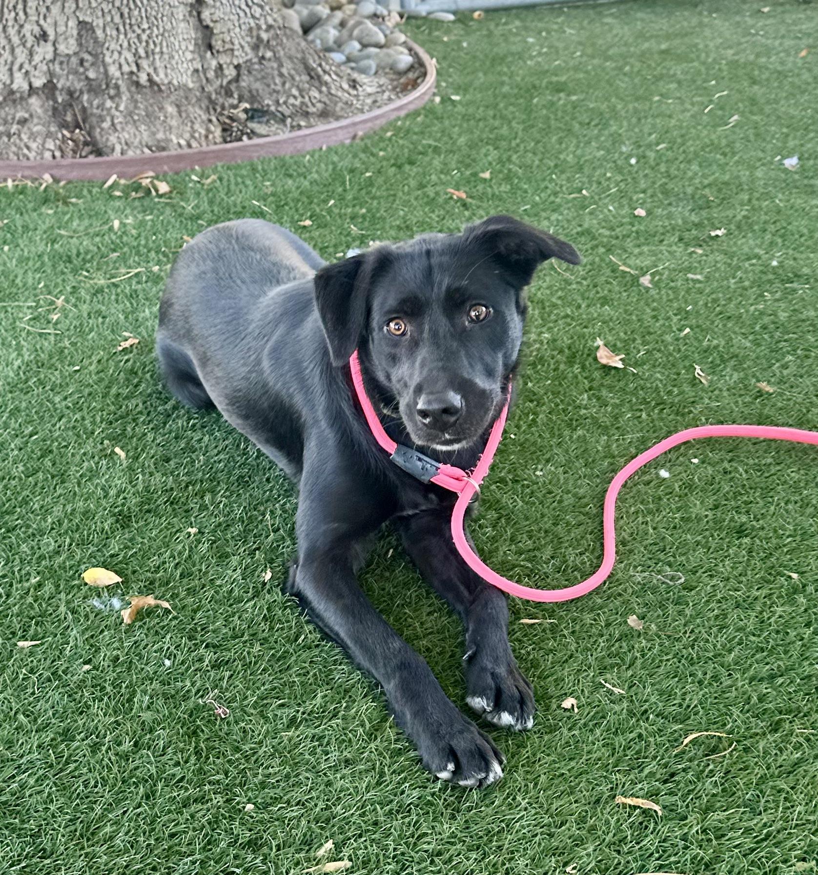 Lucky, a ADOPTABLE mixed breed in San Francisco, CA image 2/4