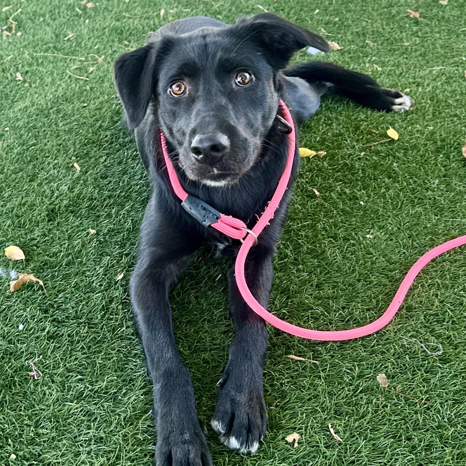 Lucky, a ADOPTABLE mixed breed in San Francisco, CA image 3/4