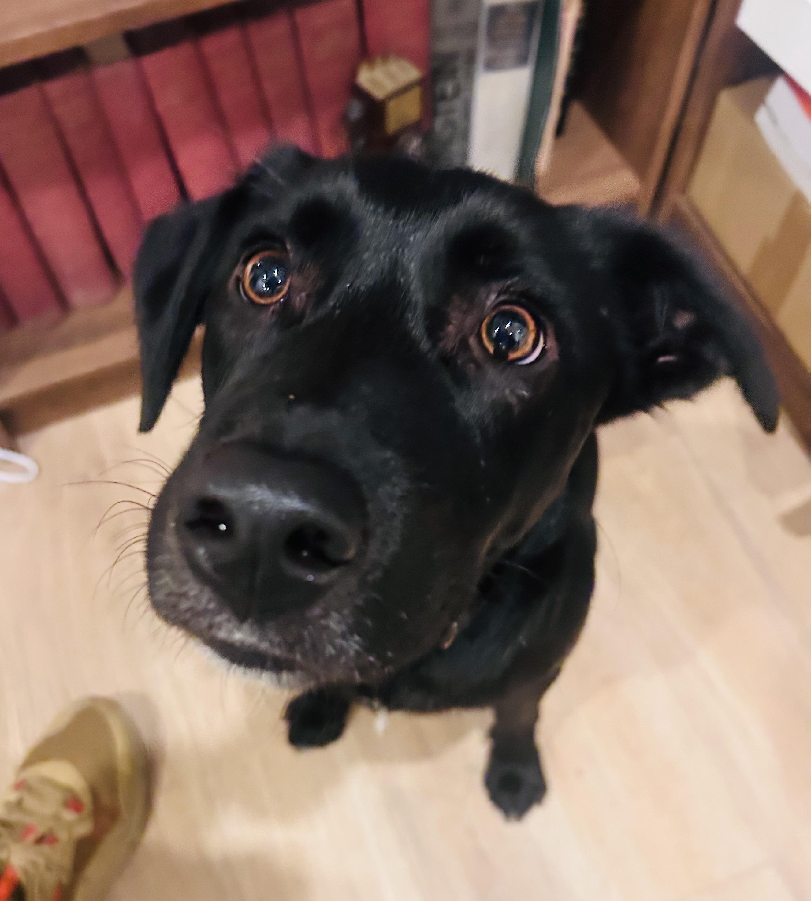 Enlarge Lucky, an adopted mixed breed in San Francisco, CA image 3/5