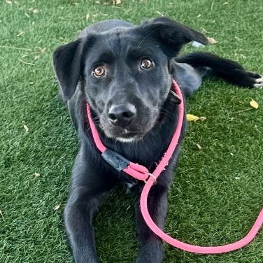 Lucky, adopted, Young Male Labrador Retriever.