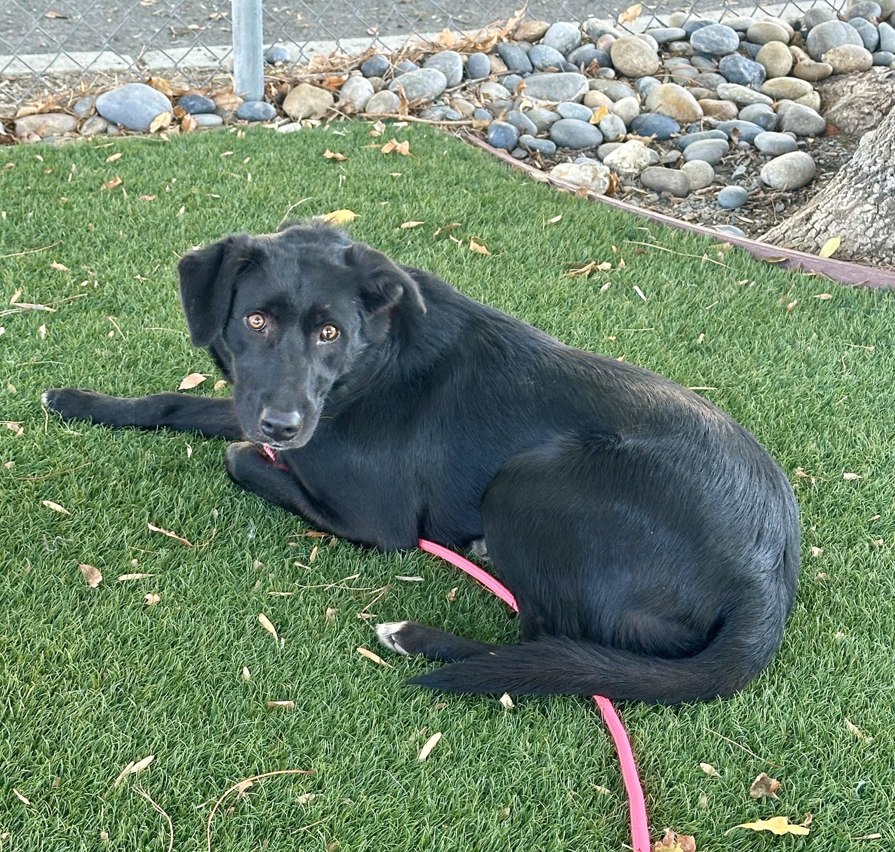 Lucky, a ADOPTABLE mixed breed in San Francisco, CA image 4/4