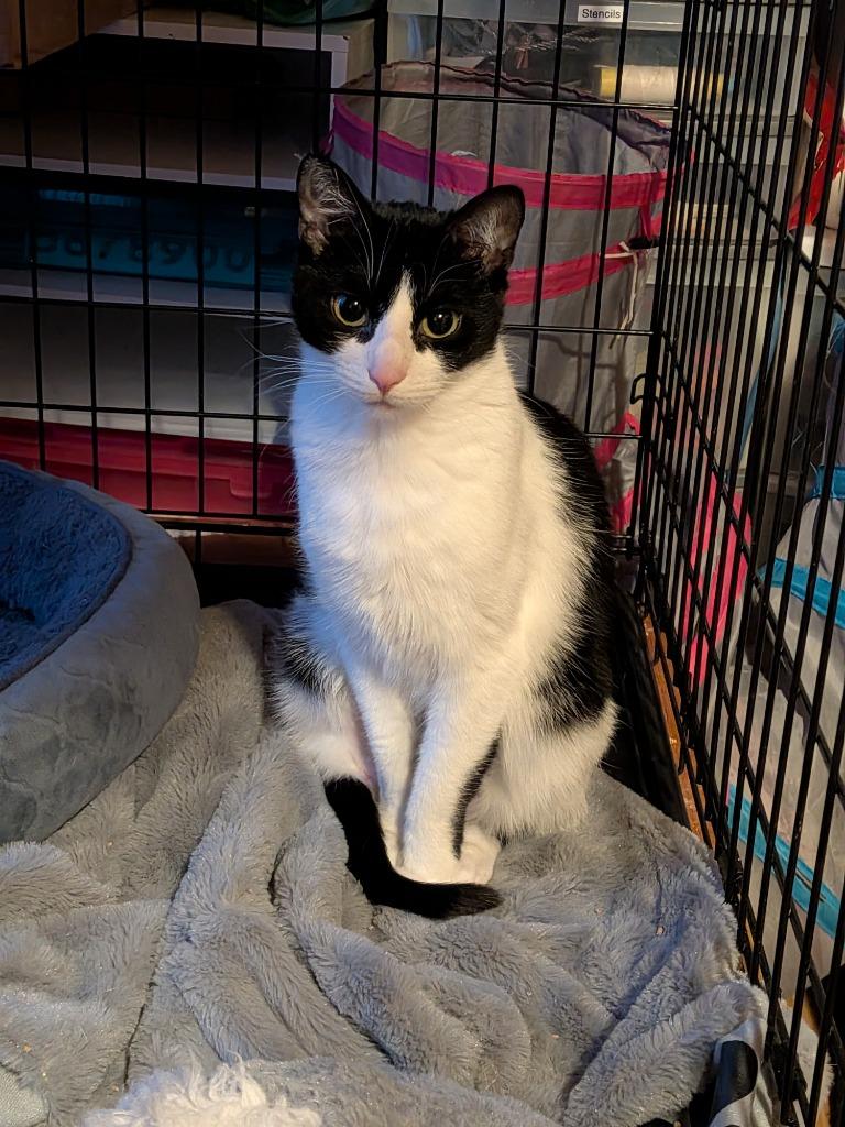 Zim, Adoptable, Adult Female Domestic Short Hair.