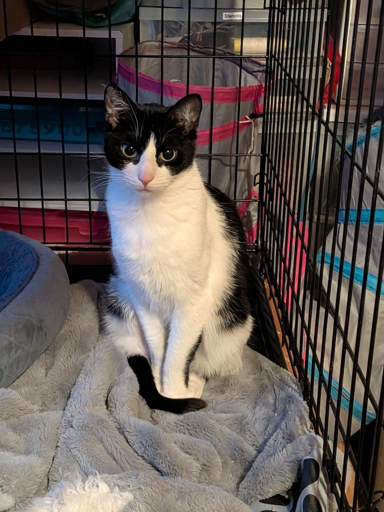 Enlarge Zim, a Adoptable Domestic Short Hair in Arthur, ON image 2/3