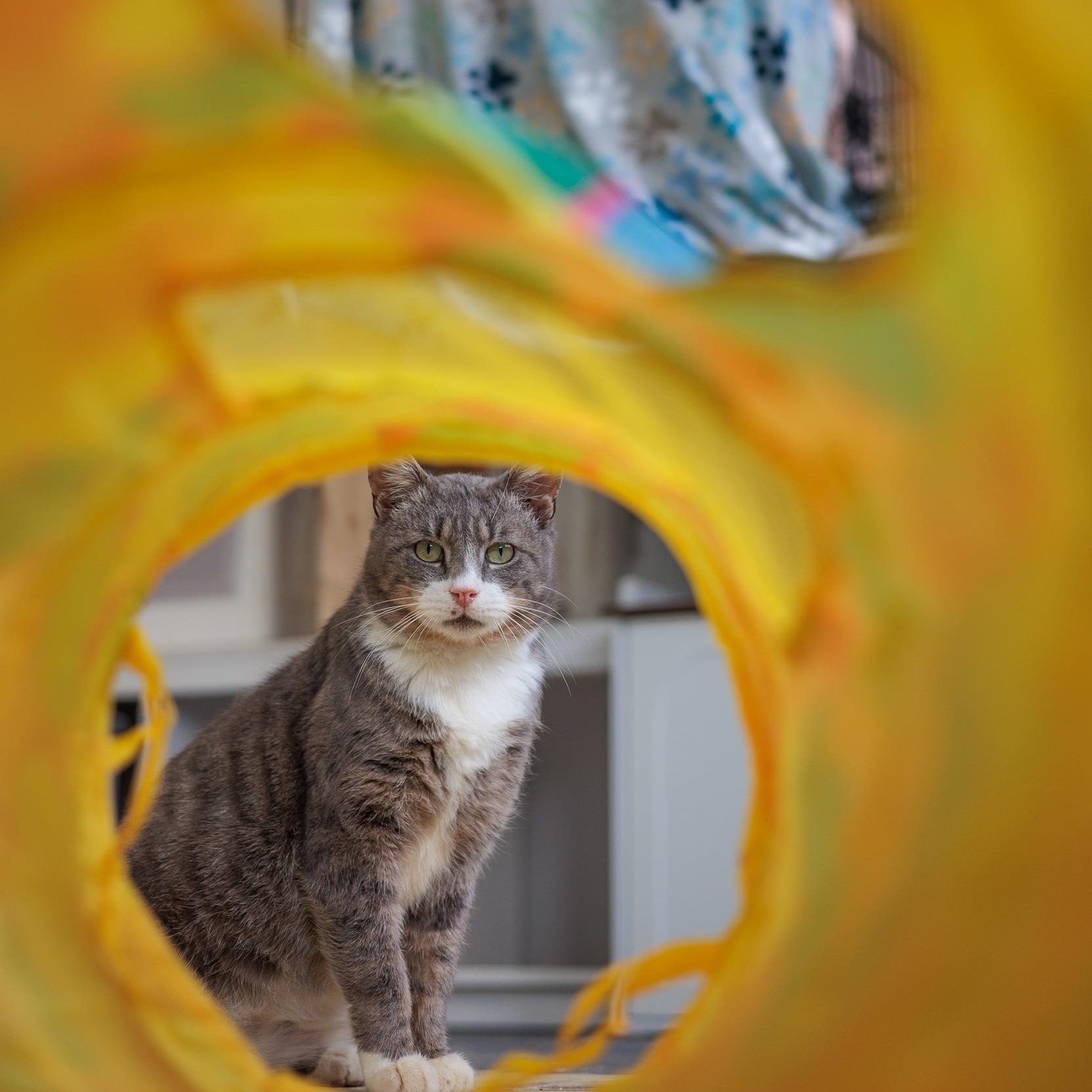 Enlarge Yule, a ADOPTABLE Domestic Short Hair in Astoria, NY image 5/6