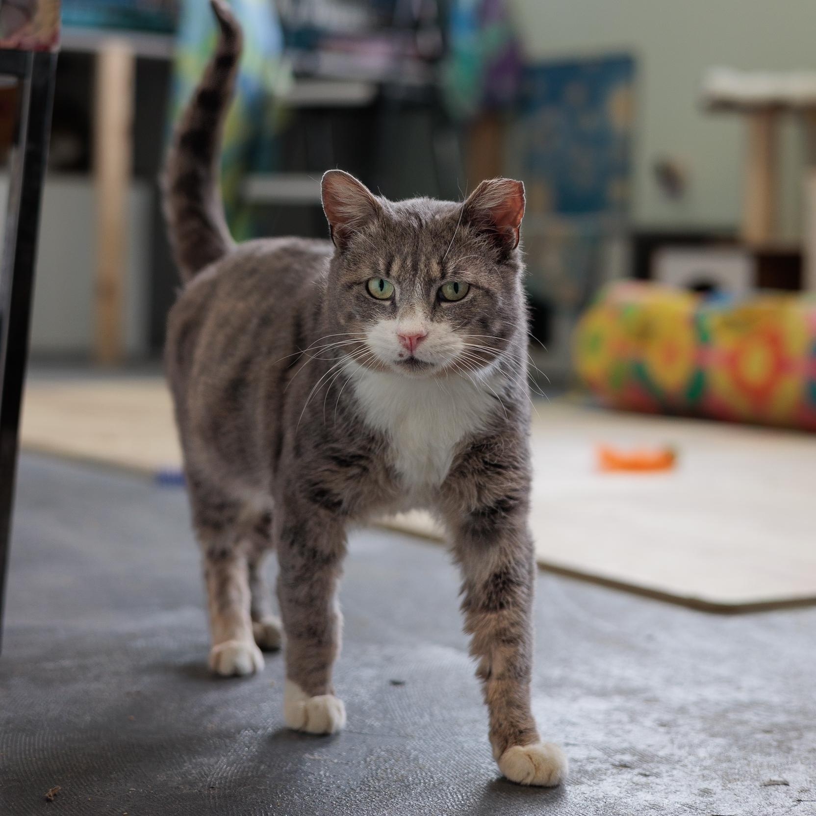 Enlarge Yule, a ADOPTABLE Domestic Short Hair in Astoria, NY image 4/6