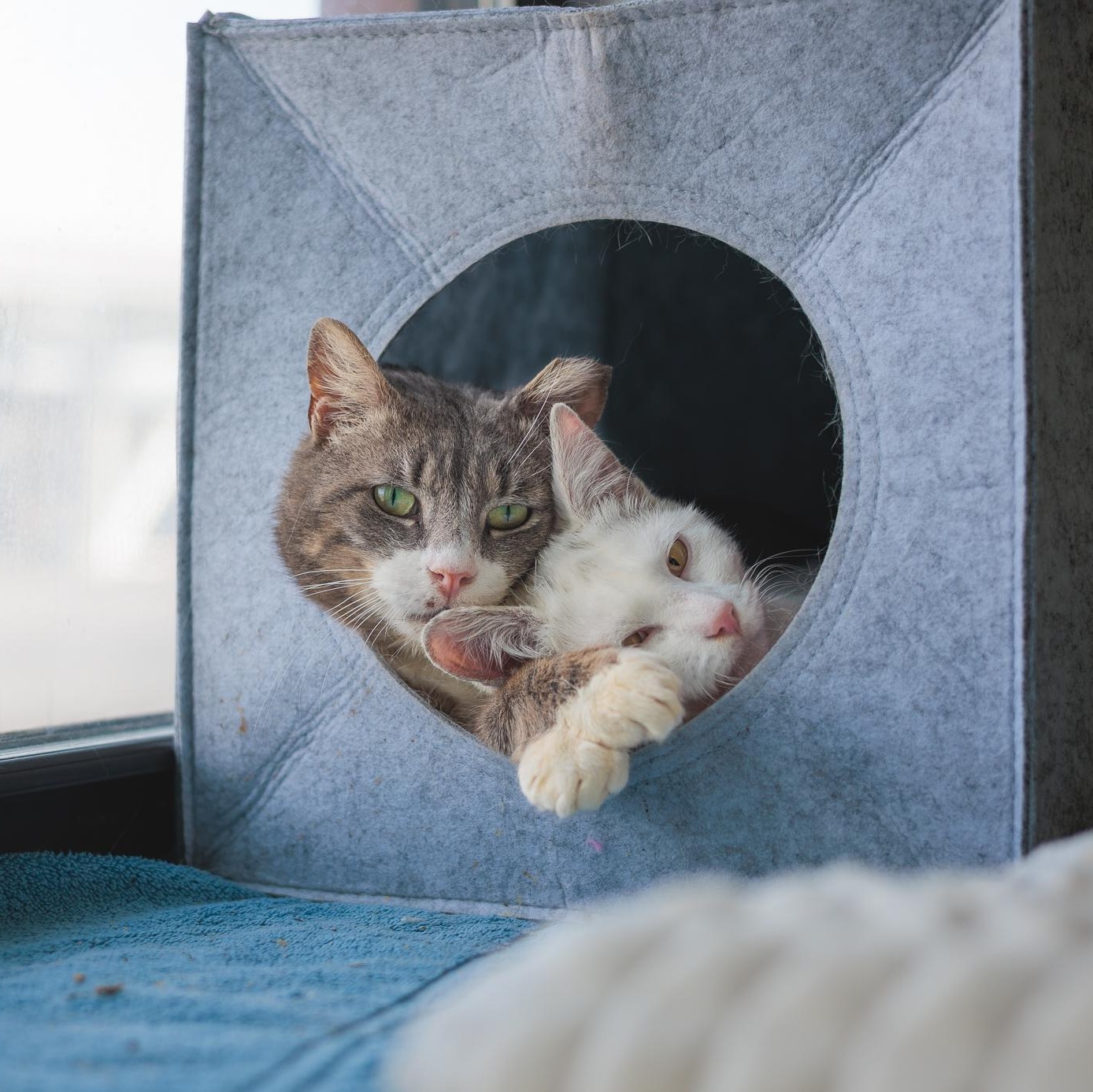 Enlarge Yule, a ADOPTABLE Domestic Short Hair in Astoria, NY image 2/6