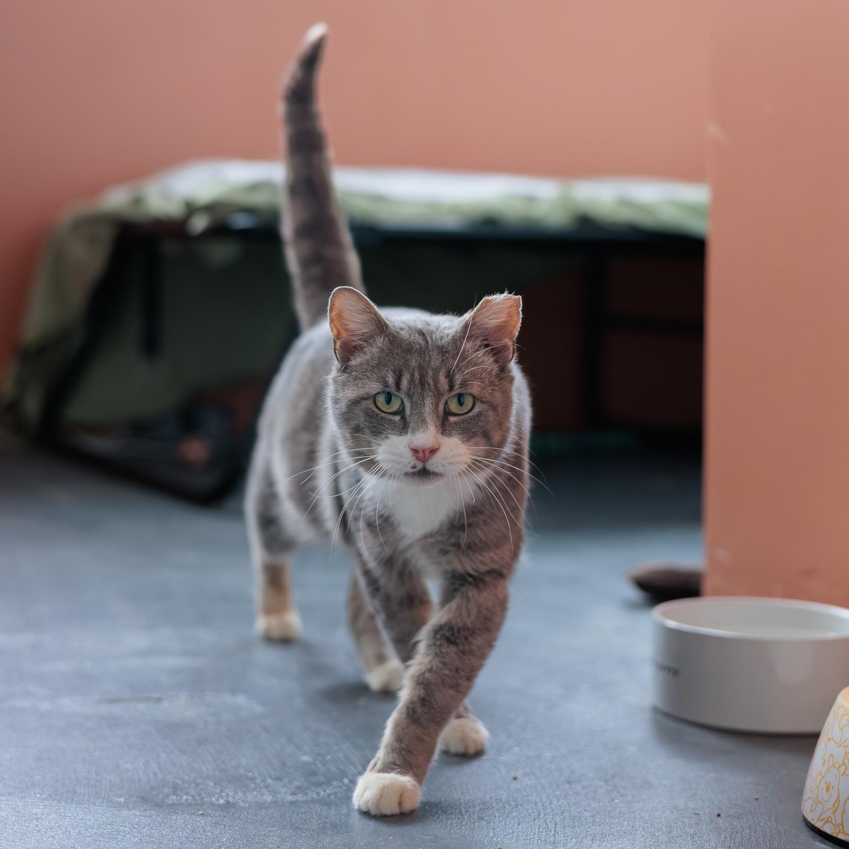 Enlarge Yule, a ADOPTABLE Domestic Short Hair in Astoria, NY image 1/6
