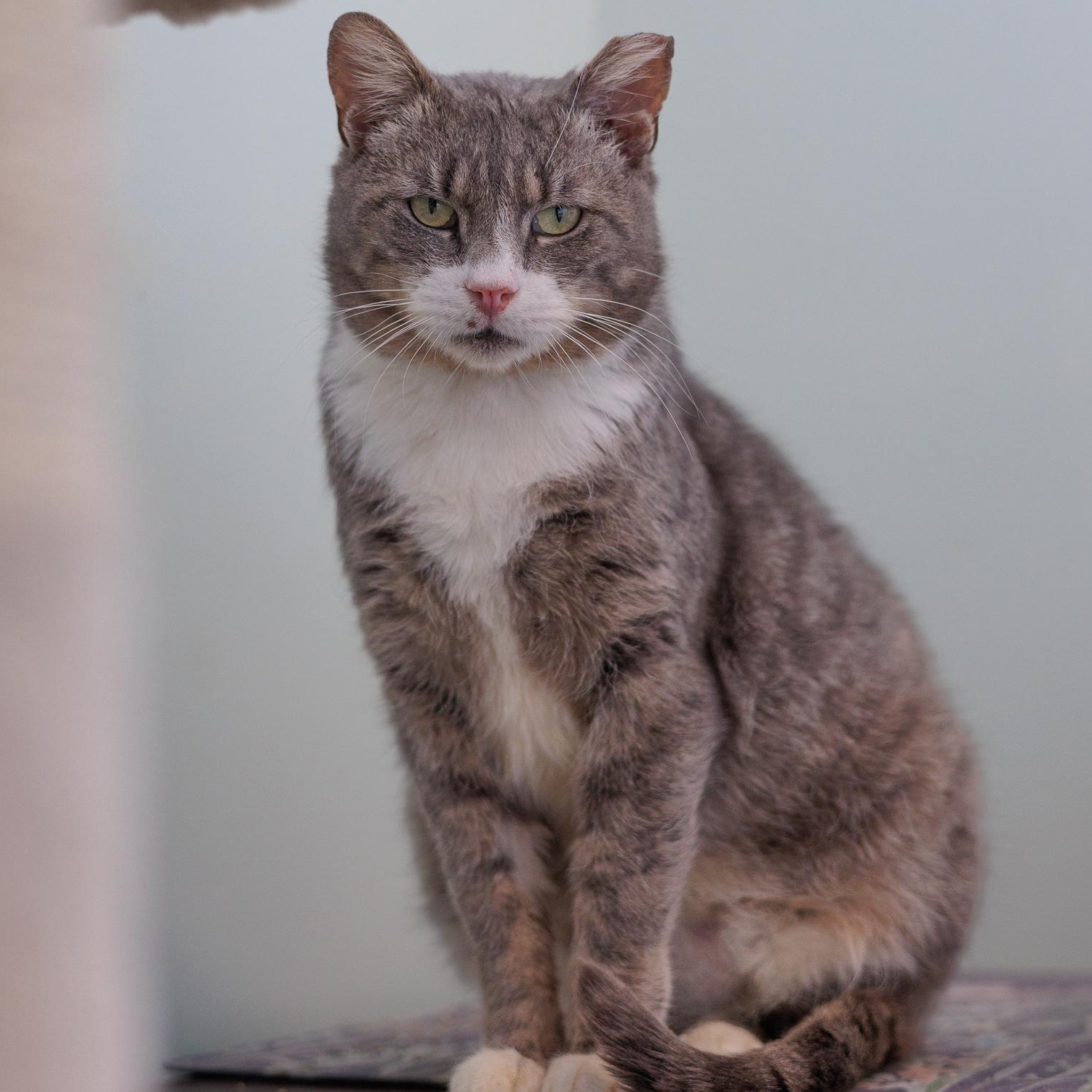 Enlarge Yule, a ADOPTABLE Domestic Short Hair in Astoria, NY image 3/6