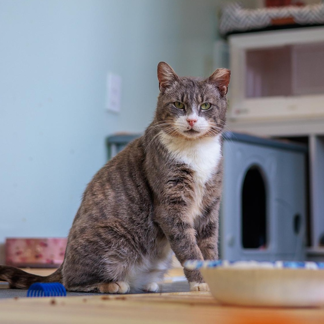 Enlarge Yule, a ADOPTABLE Domestic Short Hair in Astoria, NY image 6/6