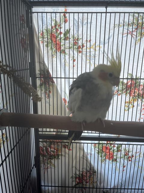 Enlarge NOVA, a Adoptable Cockatiel in Centerville, MA image 1/1