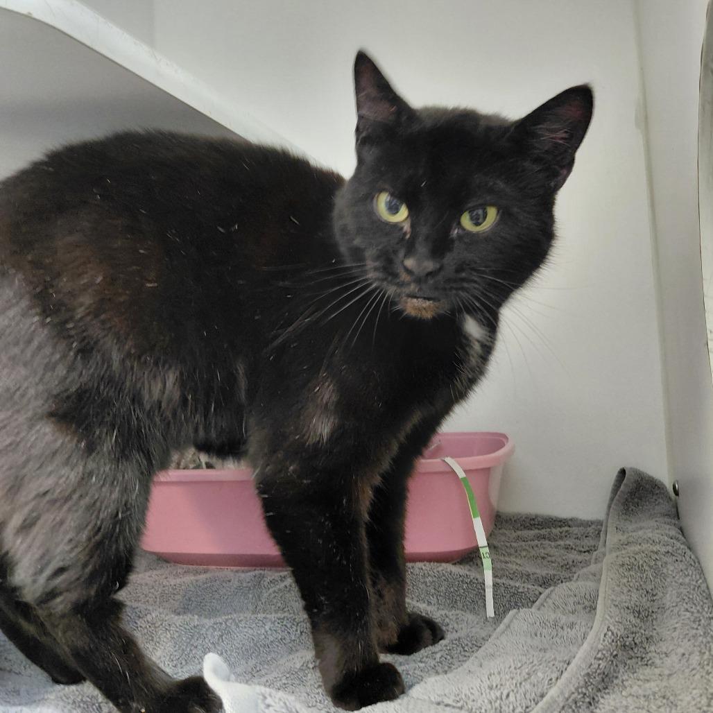 Enlarge Ursula, a Adoptable Domestic Short Hair in Philadelphia, PA image 1/1