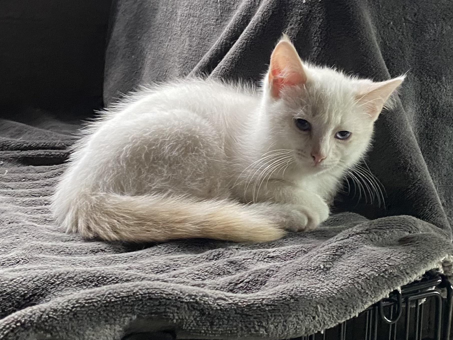 Junior, Adopted, Kitten Male Domestic Long Hair & Siamese.