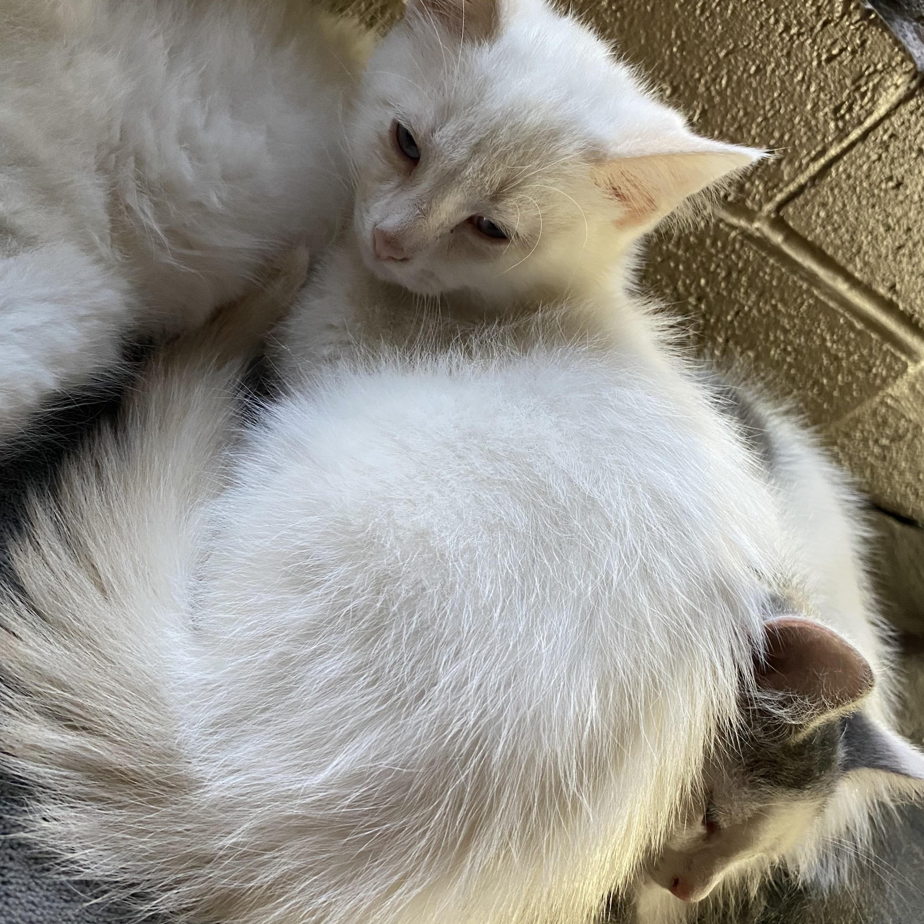 Enlarge Junior, a Adopted mixed breed in Export, PA image 2/2
