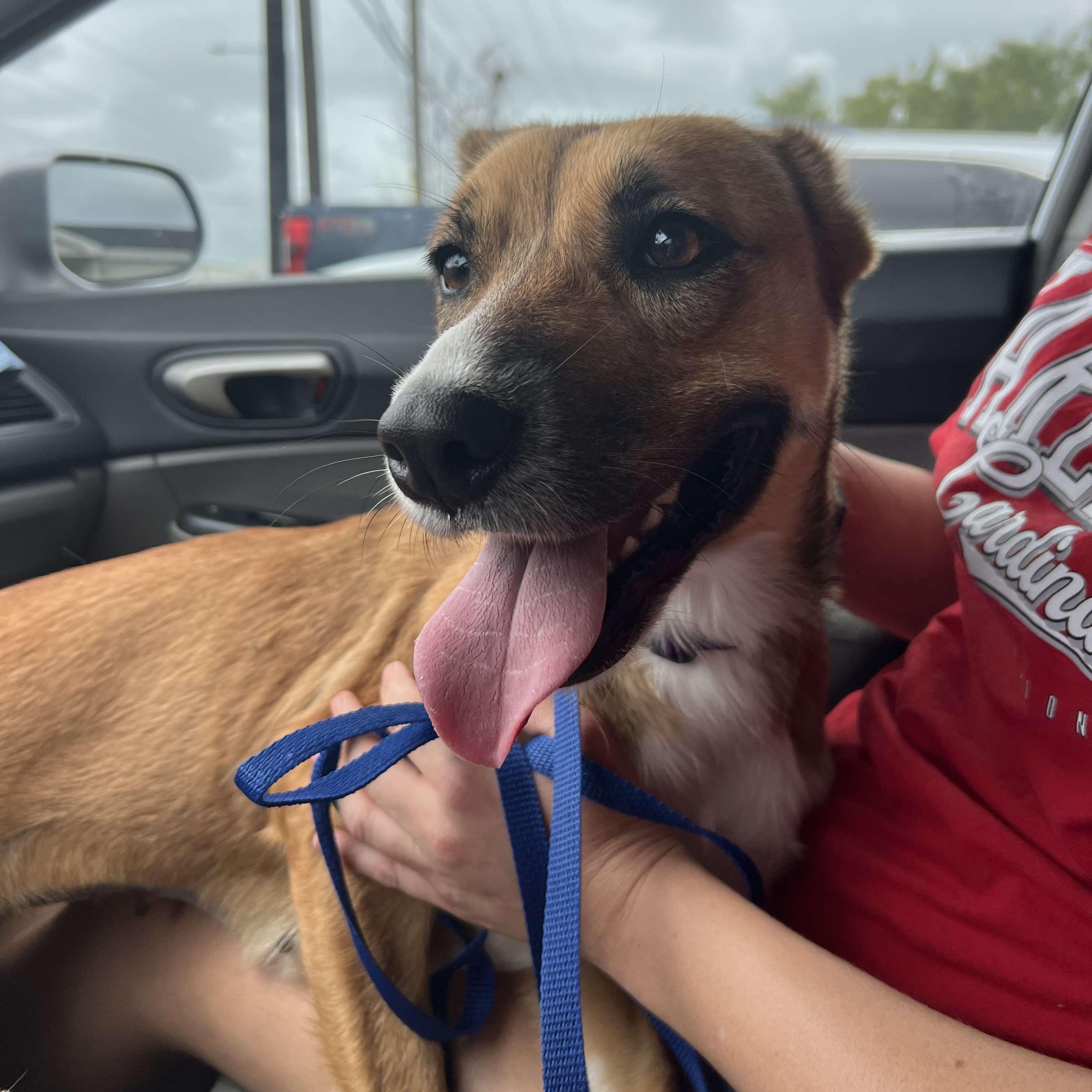 Enlarge Maya, a Adopted mixed breed in Providence, RI image 4/6