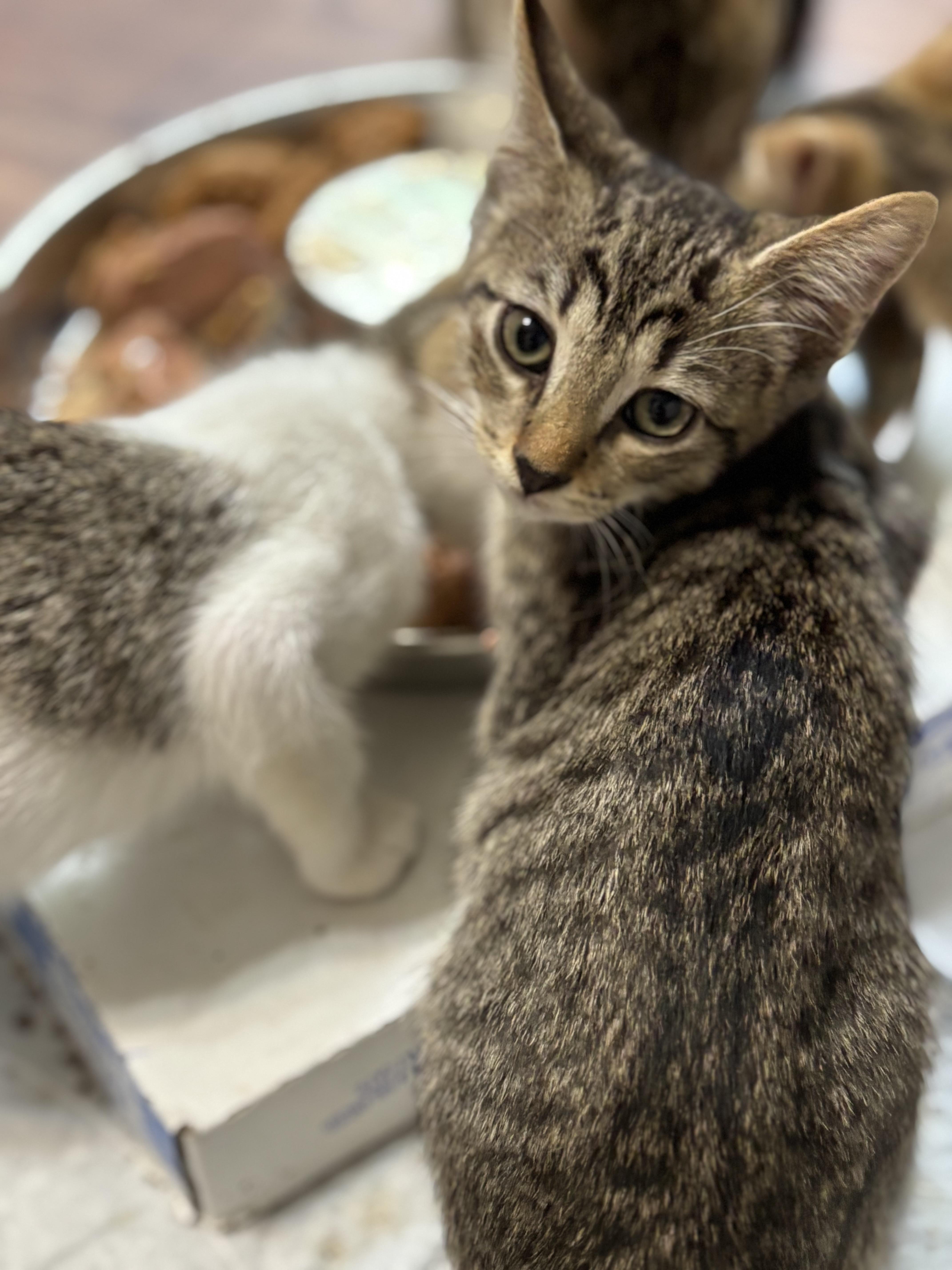 Kabob, Adoptable, Young Female Domestic Short Hair.