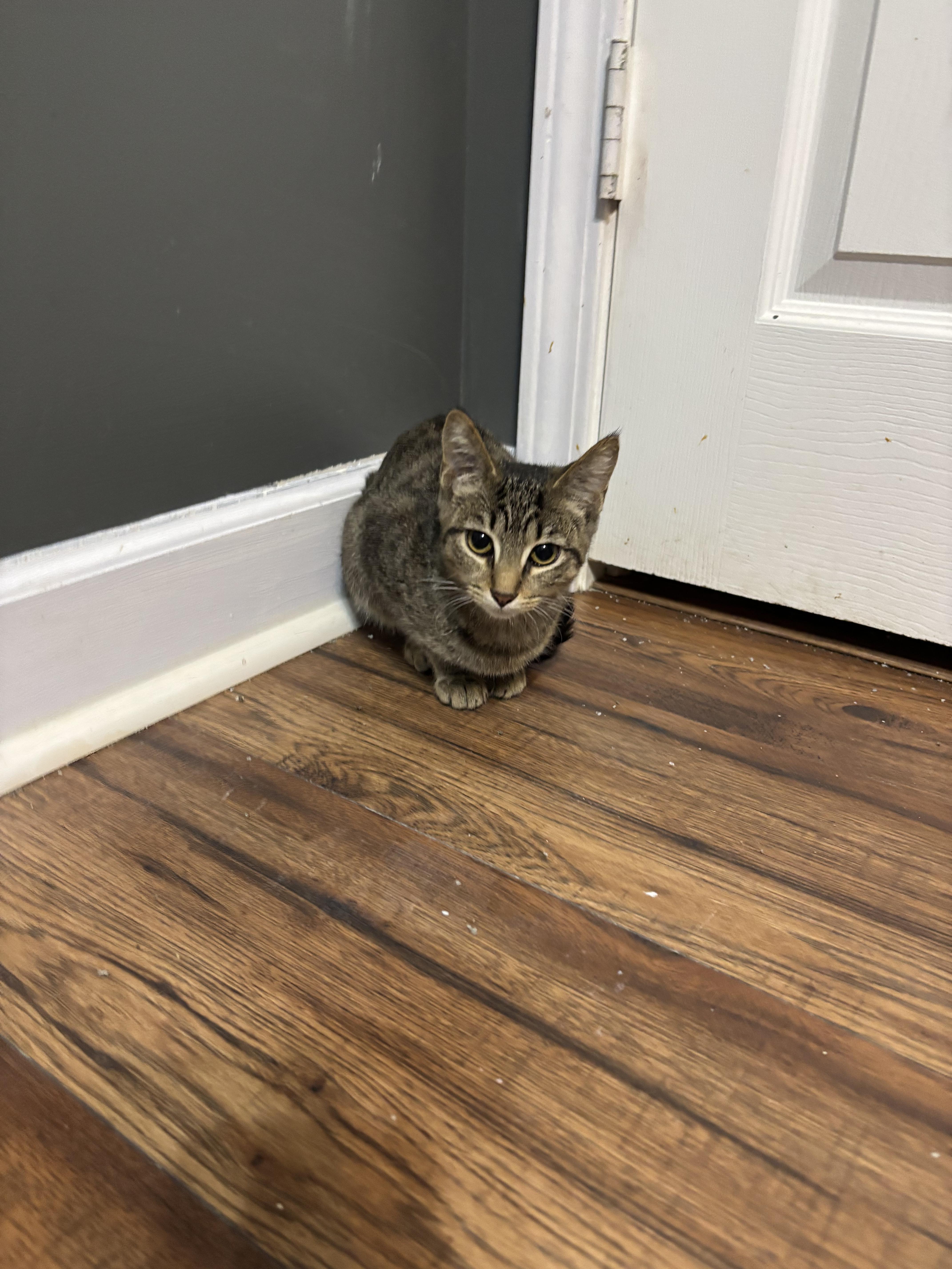 Enlarge Kabob, a Adoptable mixed breed in Leesville, SC image 1/5