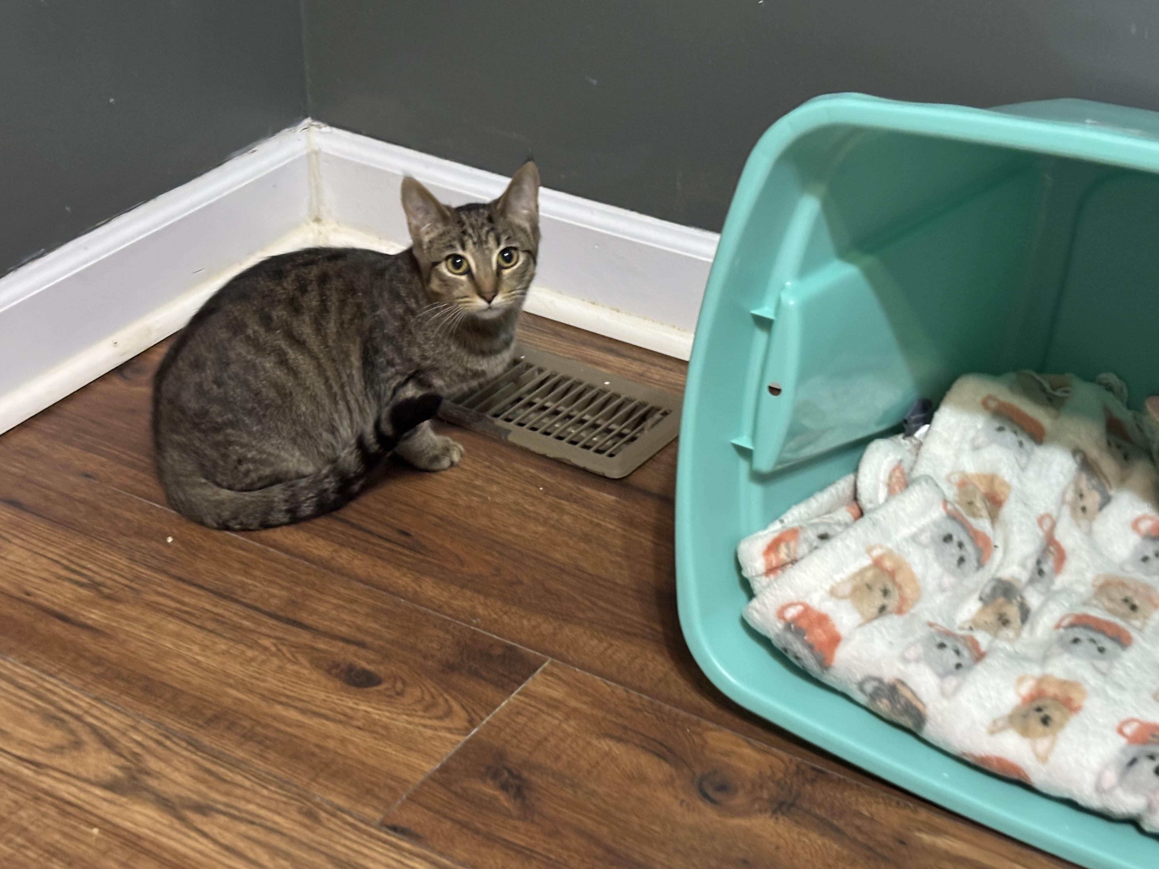 Enlarge Kabob, a Adoptable mixed breed in Leesville, SC image 2/5