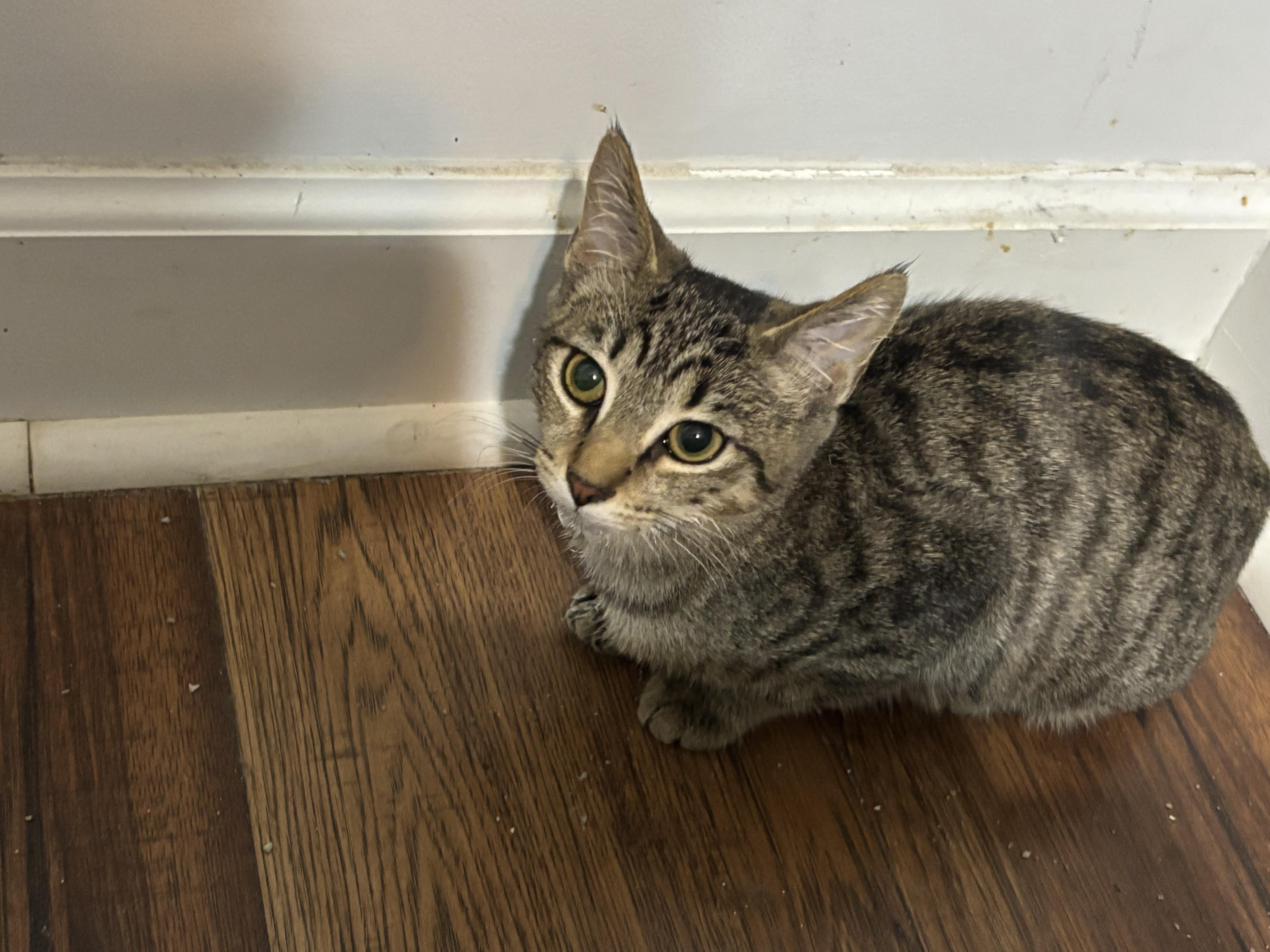 Enlarge Kabob, a Adoptable mixed breed in Leesville, SC image 3/5