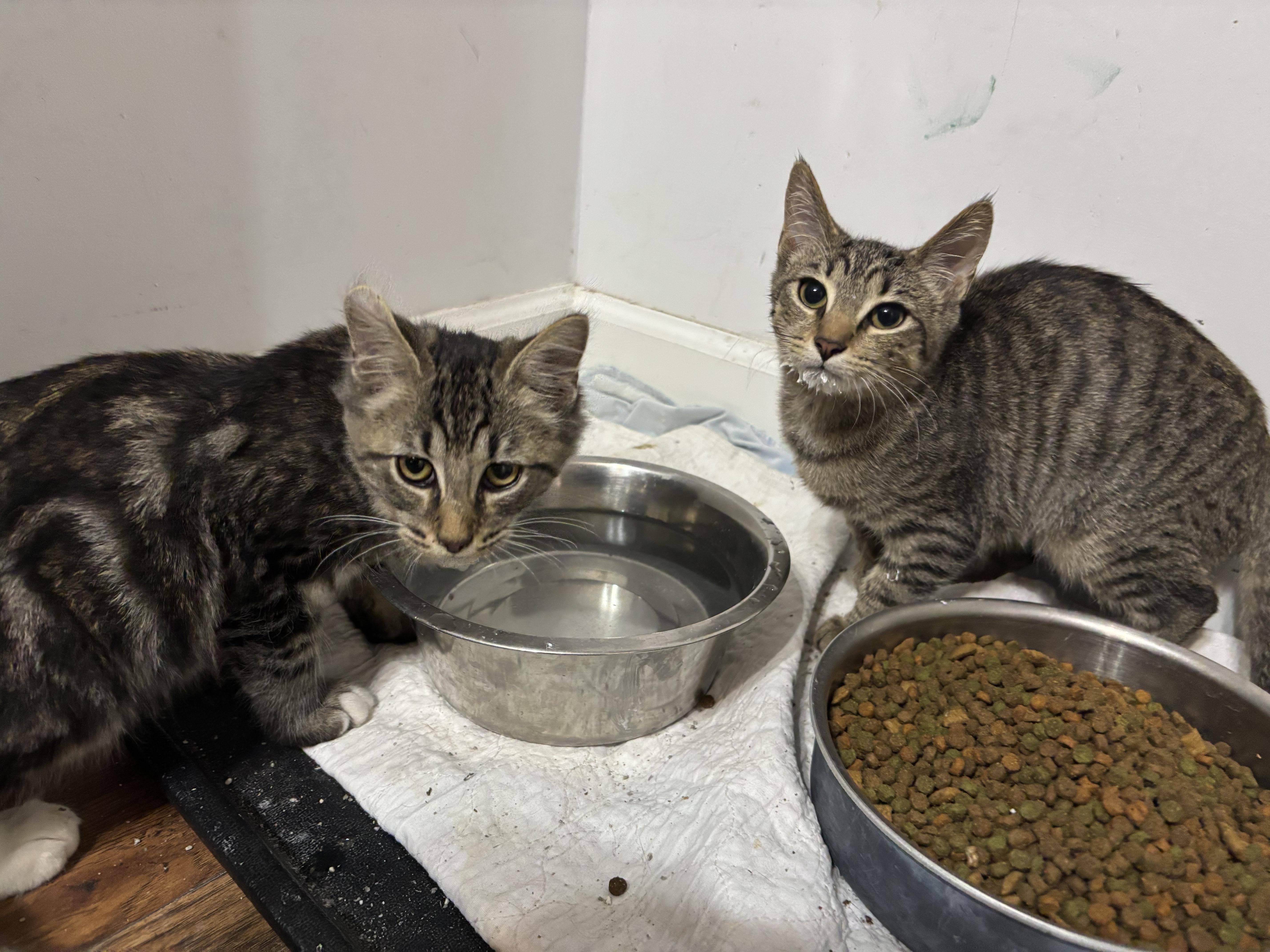 Enlarge Kabob, a Adoptable mixed breed in Leesville, SC image 4/5