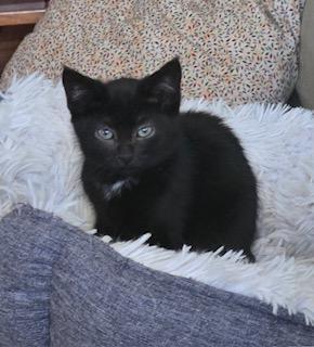 Licorice, an adoptable Domestic Short Hair in Pasco, WA, 99301 | Photo Image 2